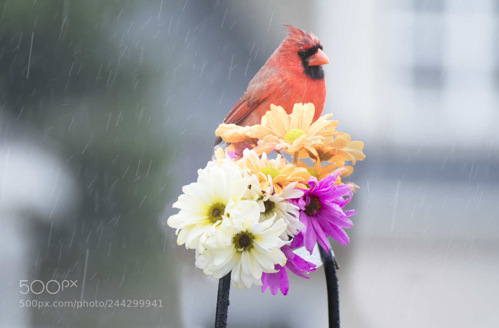 Nikon D500 sample photo. Cardinal and flowers photography