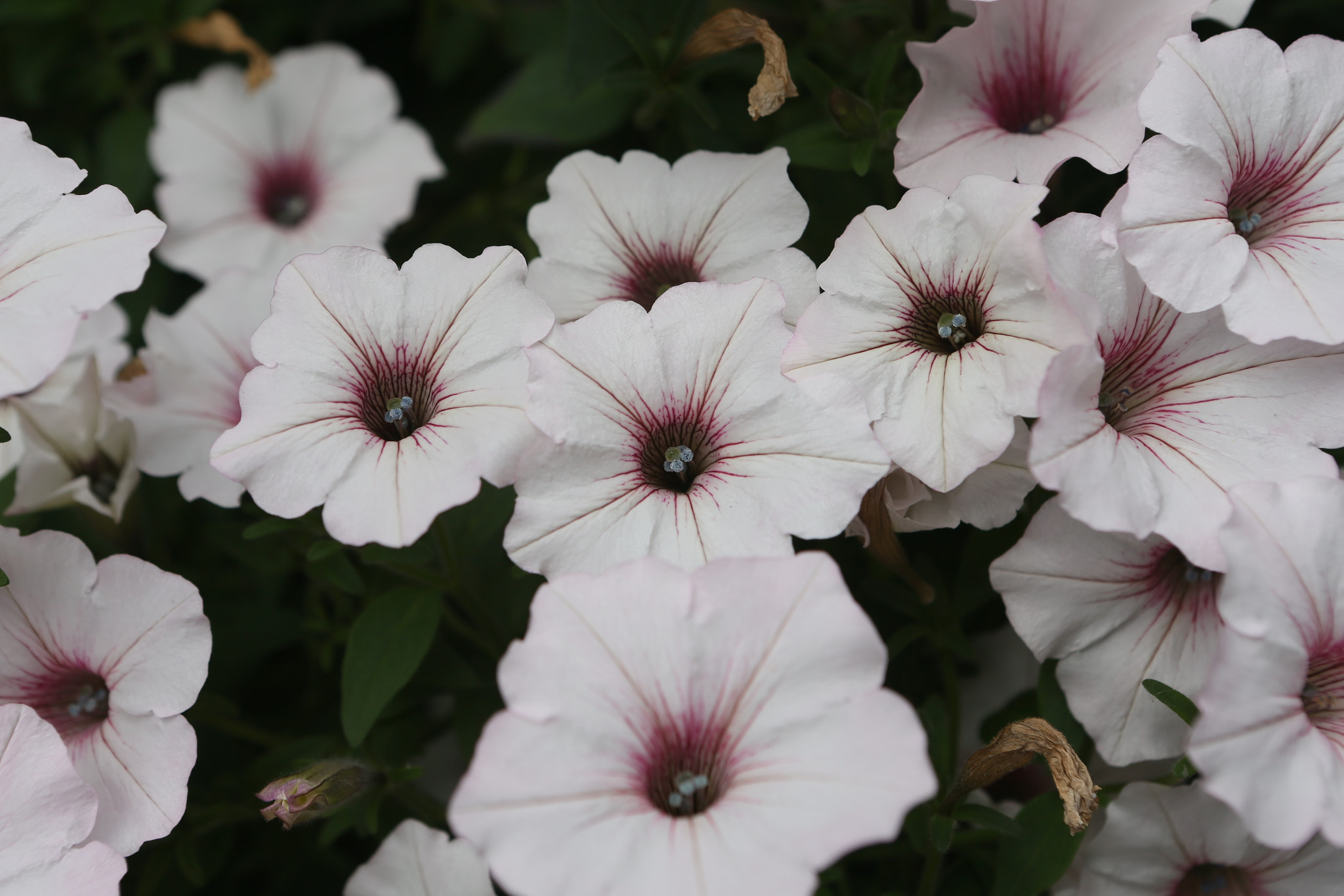 Canon EOS-1D X sample photo. Canada to alaska photography