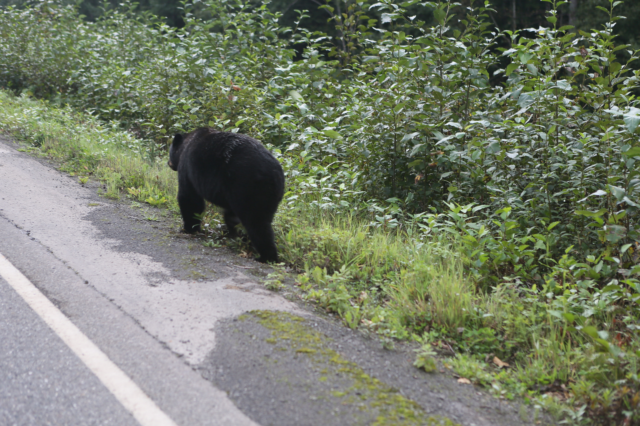 Canon EOS-1D X sample photo. Canada to alaska photography