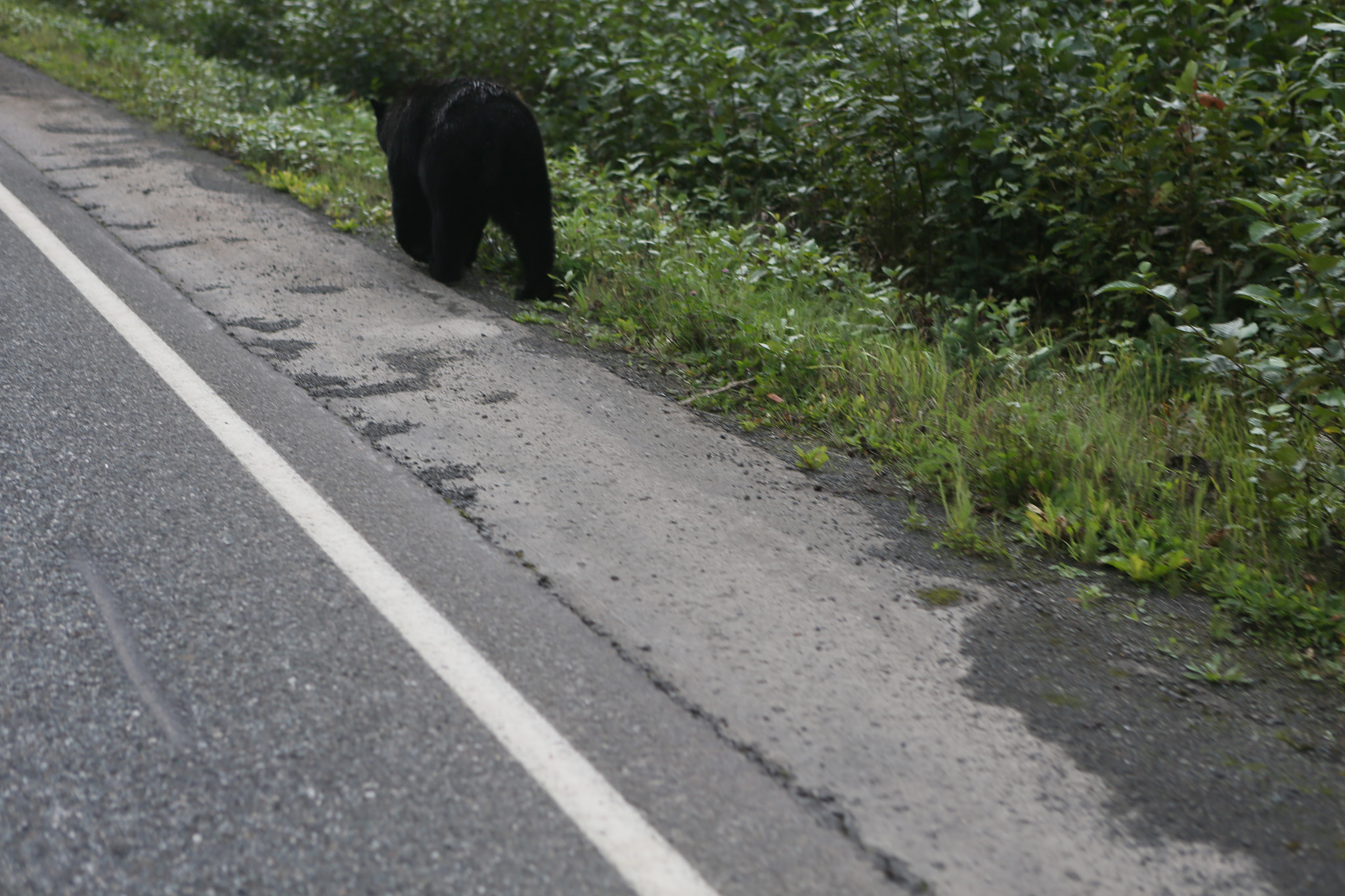 Canon EOS-1D X sample photo. Canada to alaska photography