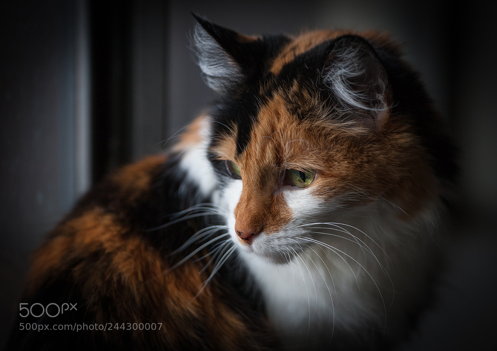 Canon EOS 5D sample photo. Mischief photography