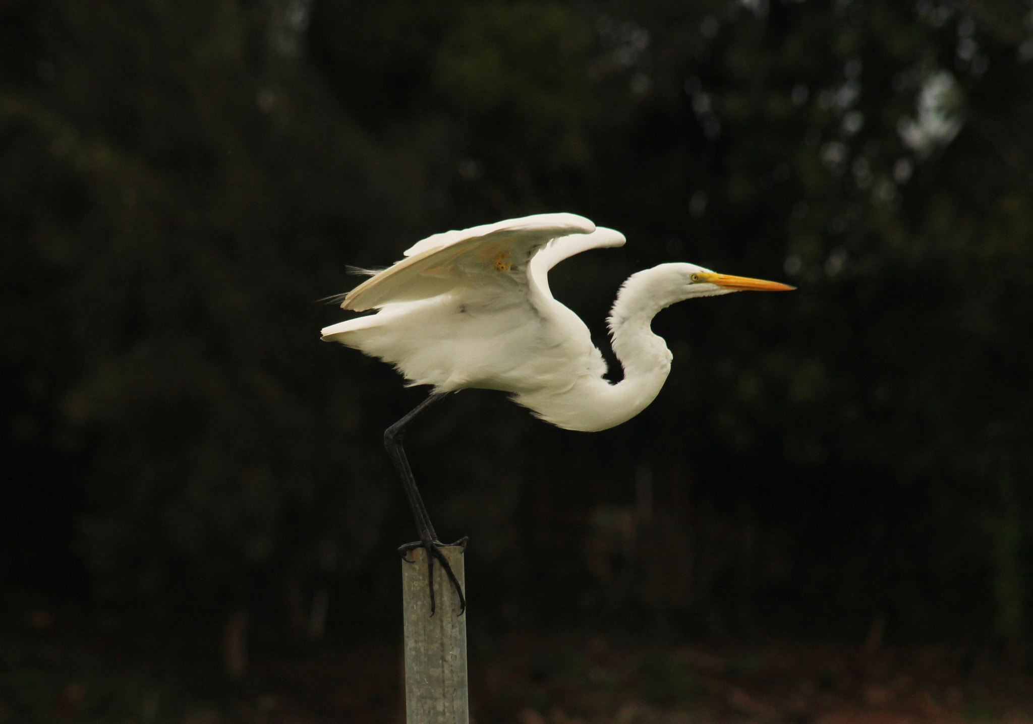 Canon EF 75-300mm f/4-5.6 USM sample photo. Garça-branca-grande photography