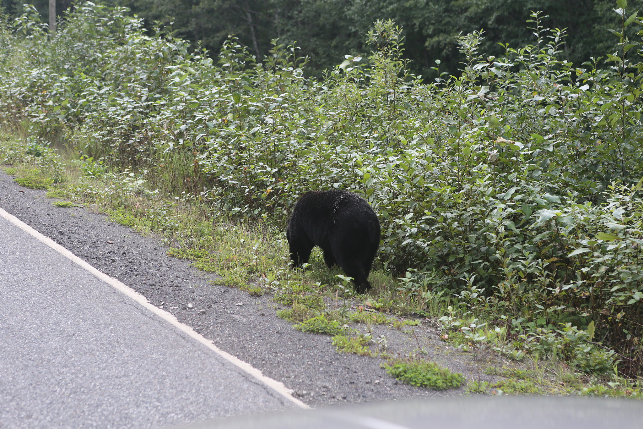 Canon EOS-1D X sample photo. Canada to alaska photography