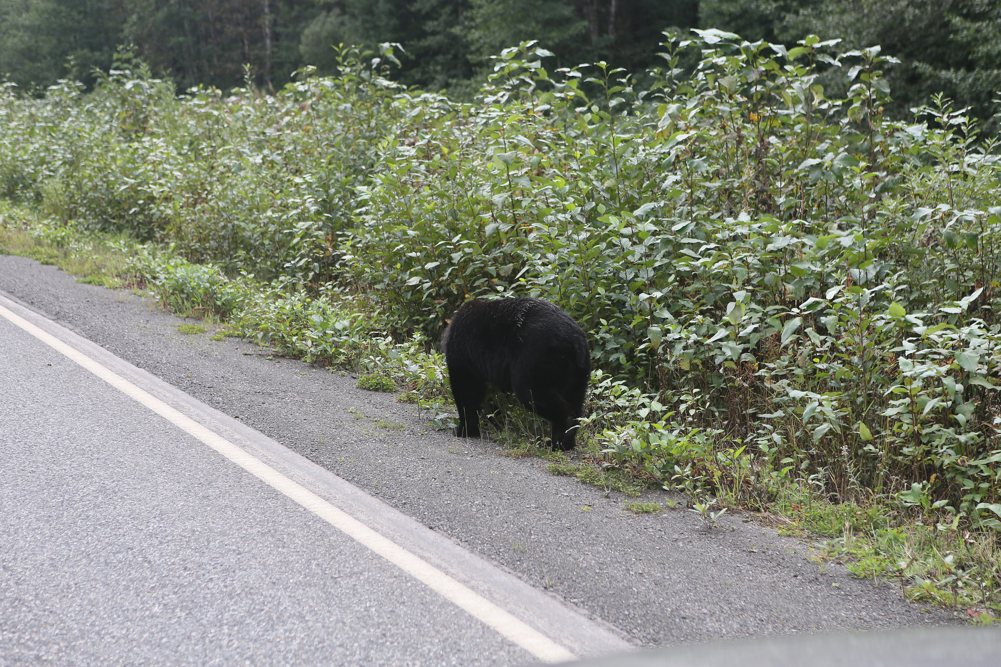 Canon EOS-1D X sample photo. Canada to alaska photography