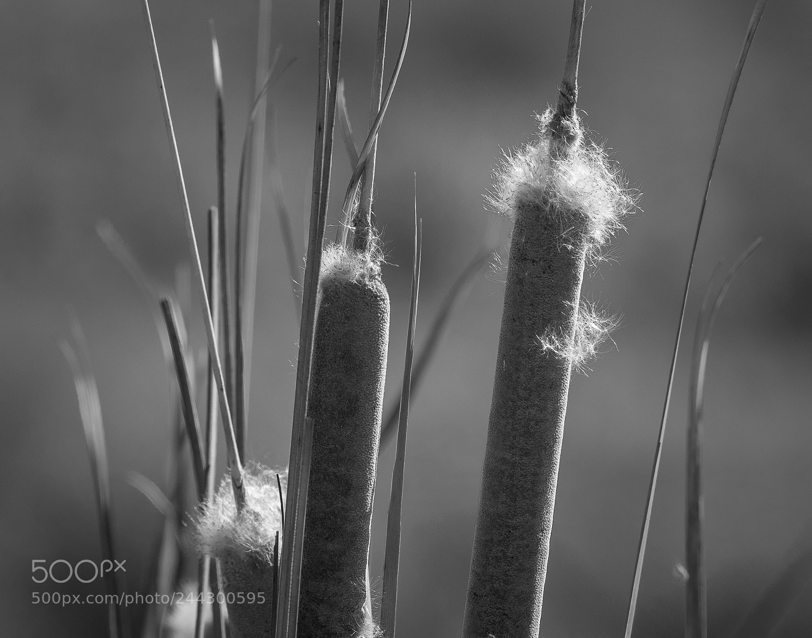 Canon EOS 7D Mark II sample photo. Cattail photography