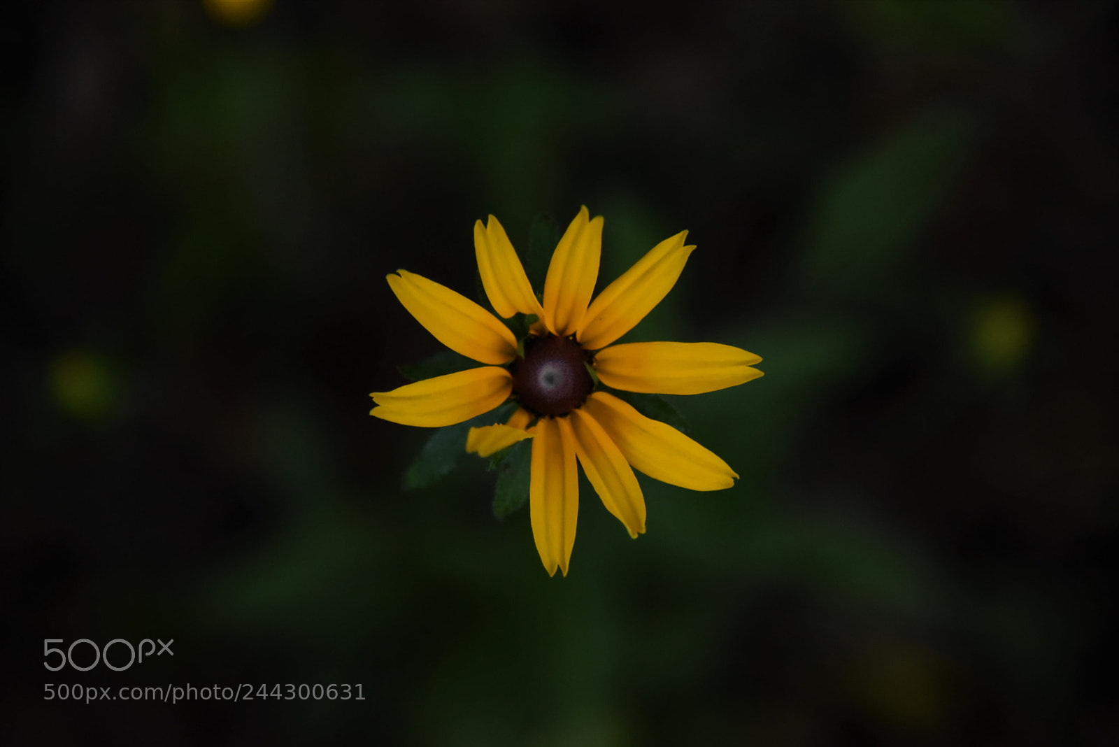 Nikon AF-S Nikkor 24-120mm F4G ED VR sample photo. Black-eyed susan photography