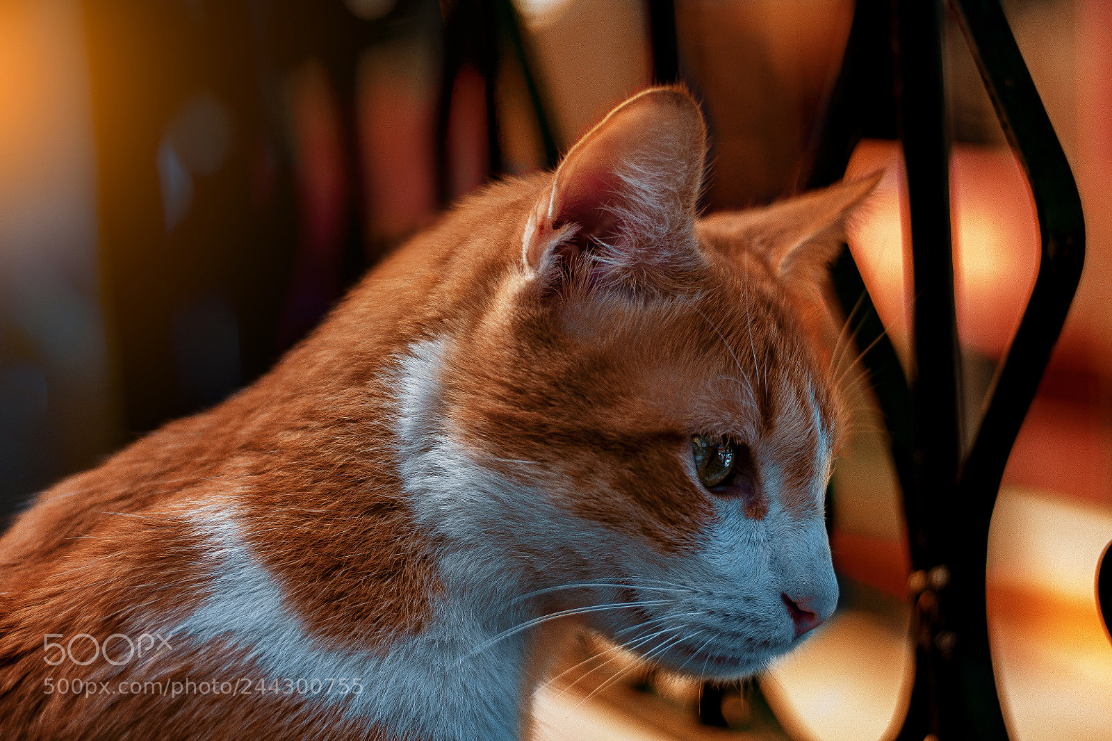 Canon EOS 1200D (EOS Rebel T5 / EOS Kiss X70 / EOS Hi) sample photo. Catlight photography