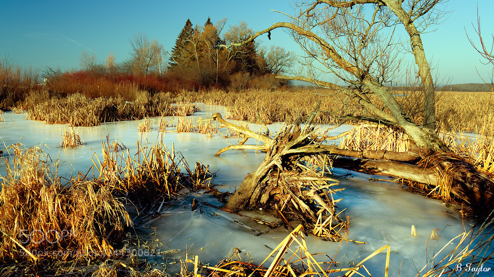 Sony SLT-A57 sample photo. Frozen wetlands photography