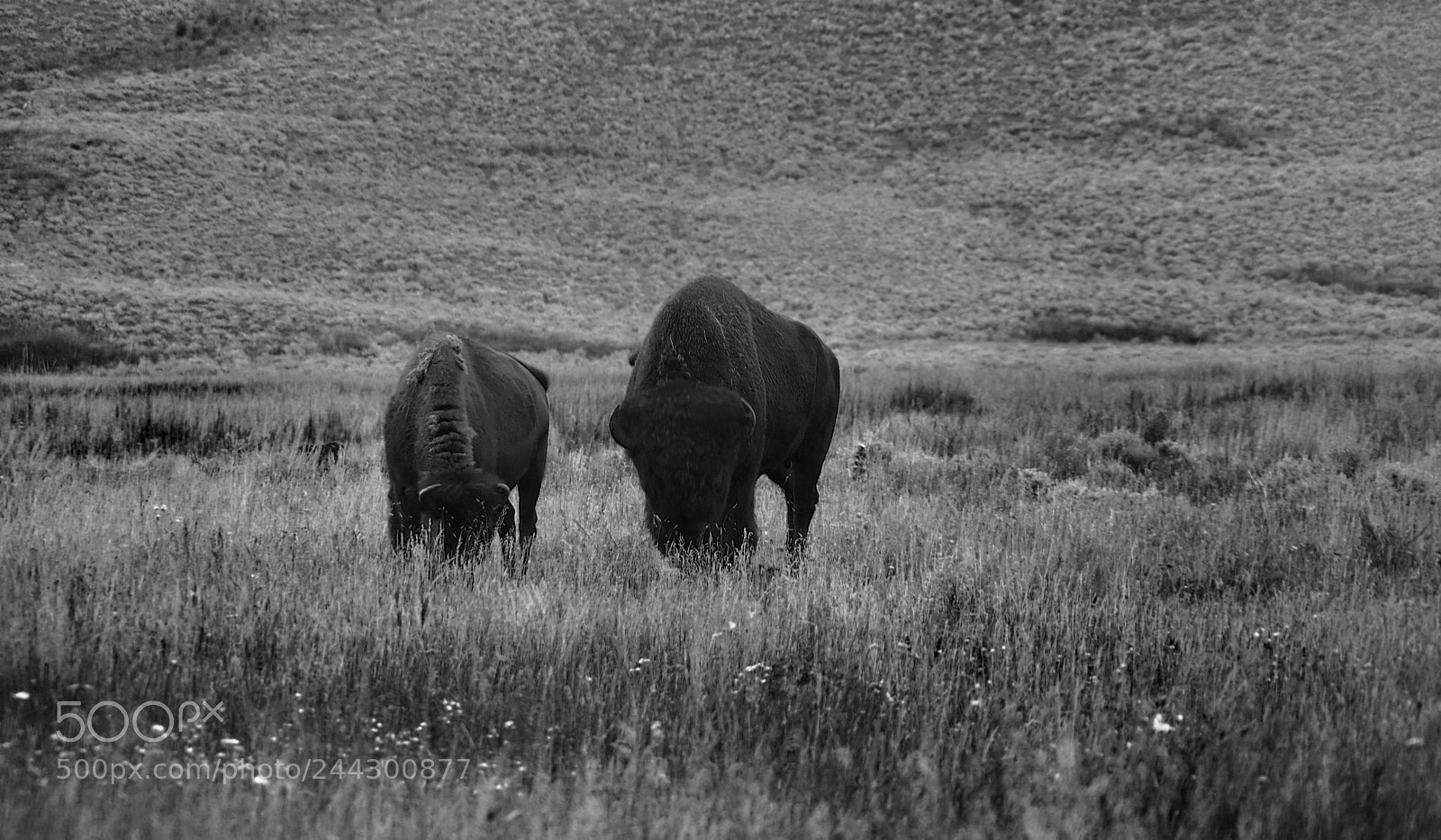 Pentax K-3 II sample photo. Grazing photography