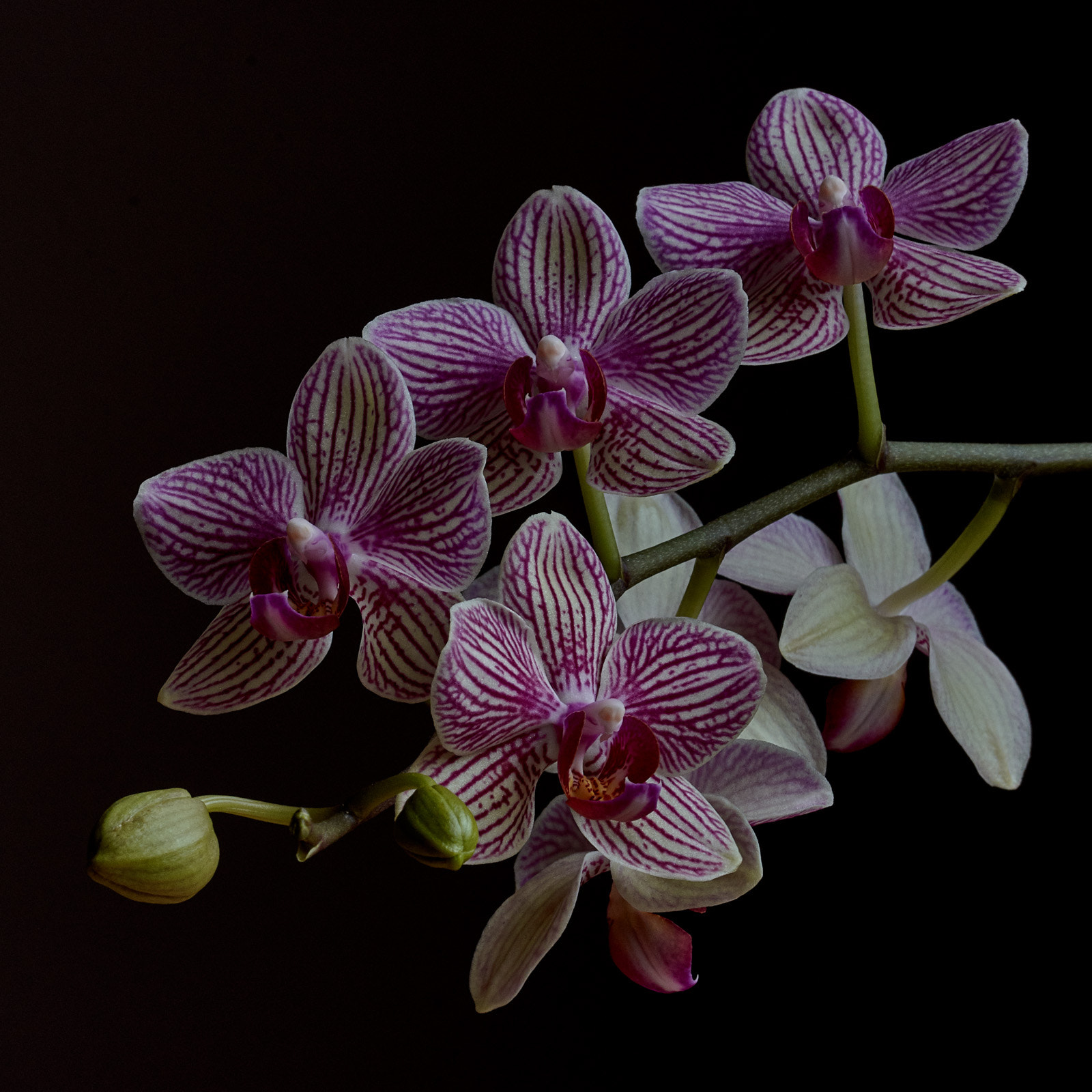 Sigma 105mm F2.8 EX DG OS HSM sample photo. Orchid photography