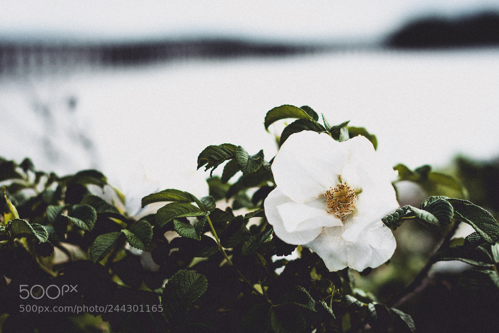 Nikon D7200 sample photo. Beach flower photography