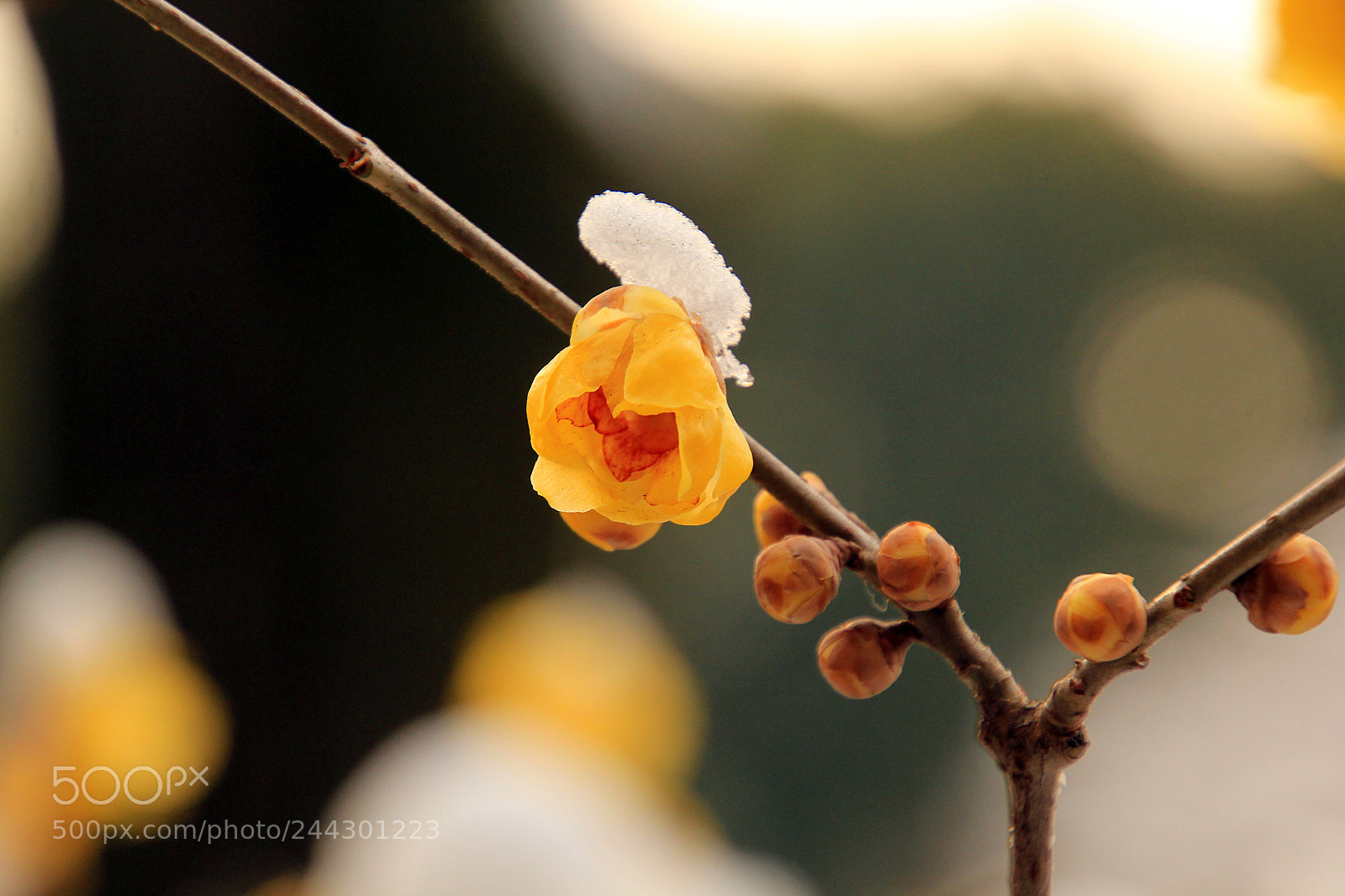 Canon EOS 60D sample photo. 踏雪寻梅 photography