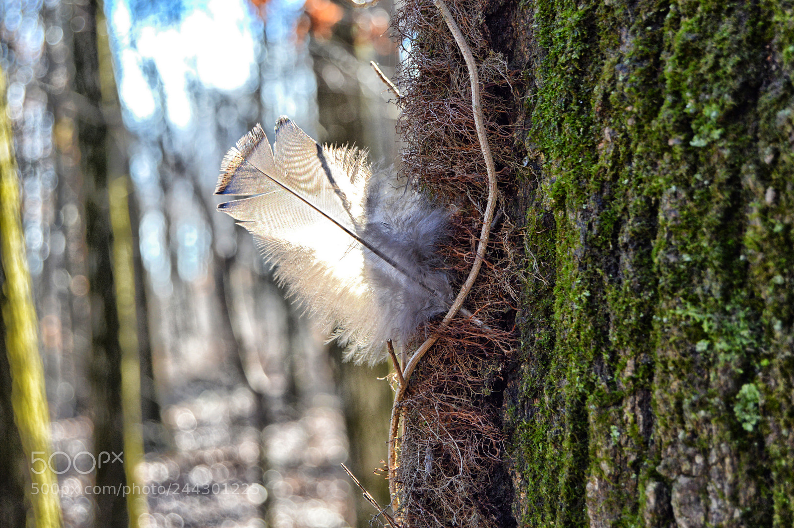 Nikon D3200 sample photo. Feather tree photography