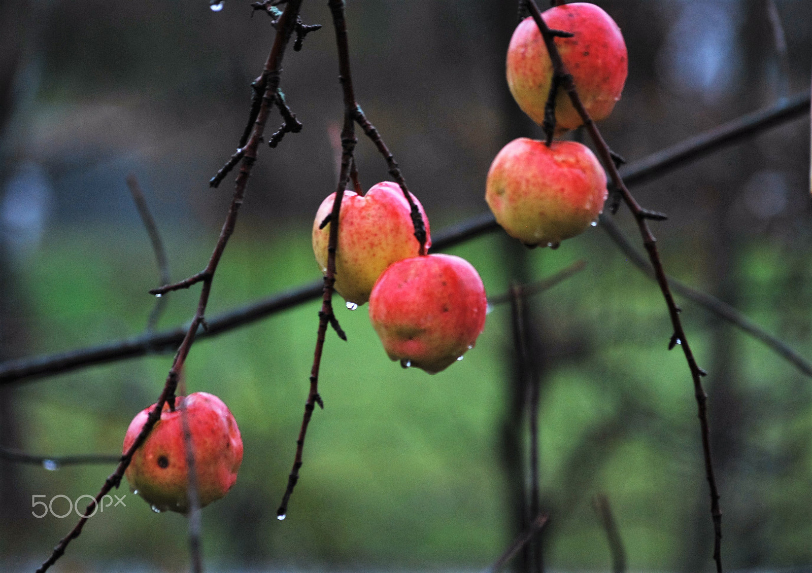 Sigma 70-300mm F4-5.6 APO DG Macro sample photo. Apple of my eye photography