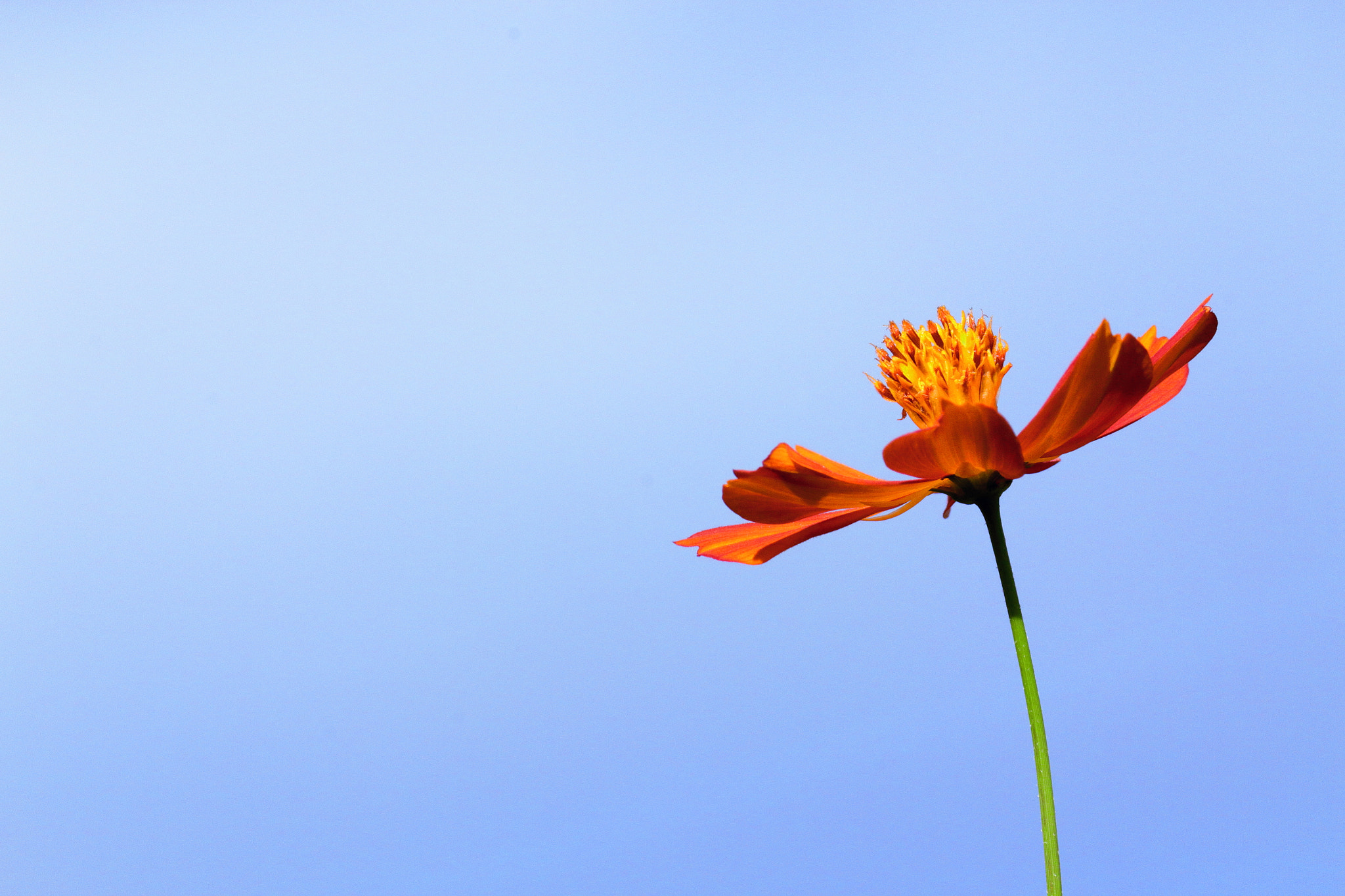 Canon EF-S 55-250mm F4-5.6 IS II sample photo. Cosmos amarelo (cosmos sulphureus) - flor-de-fogo photography