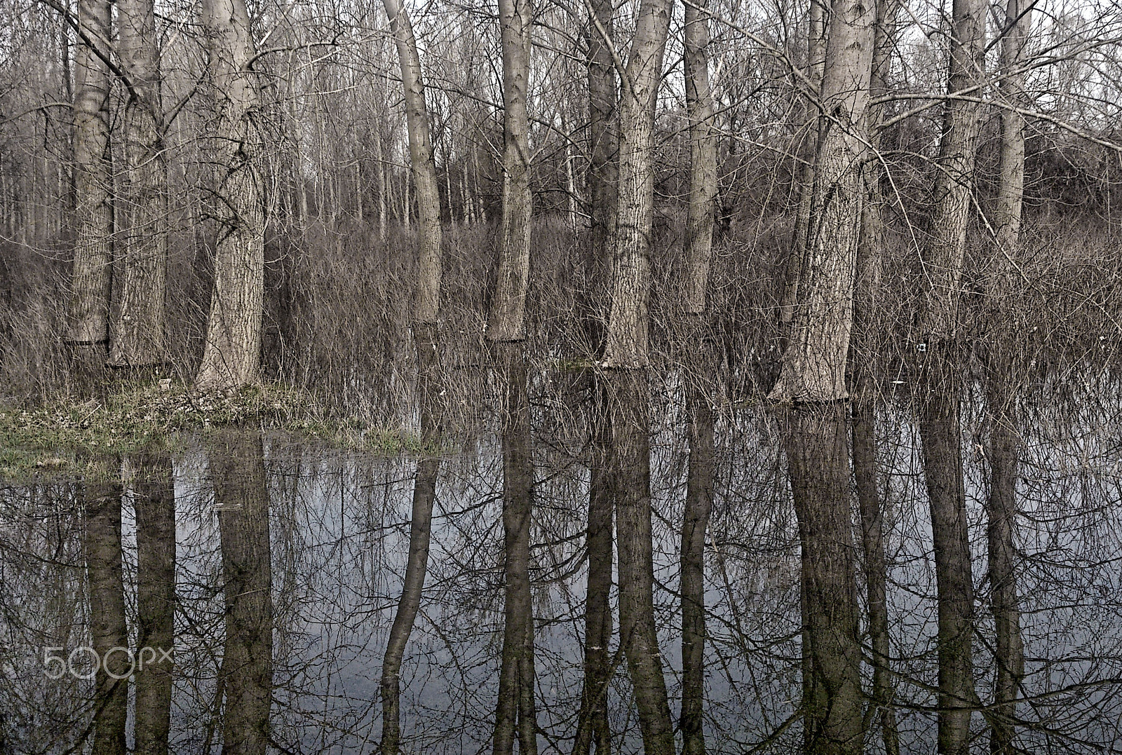 Sony Ericsson Xperia S sample photo. Forest reflections photography