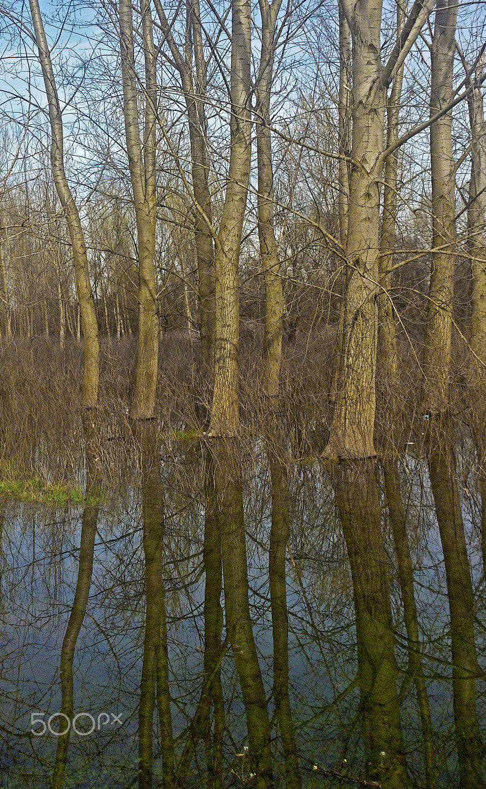 Sony Ericsson Xperia S sample photo. Forest flood reflections photography