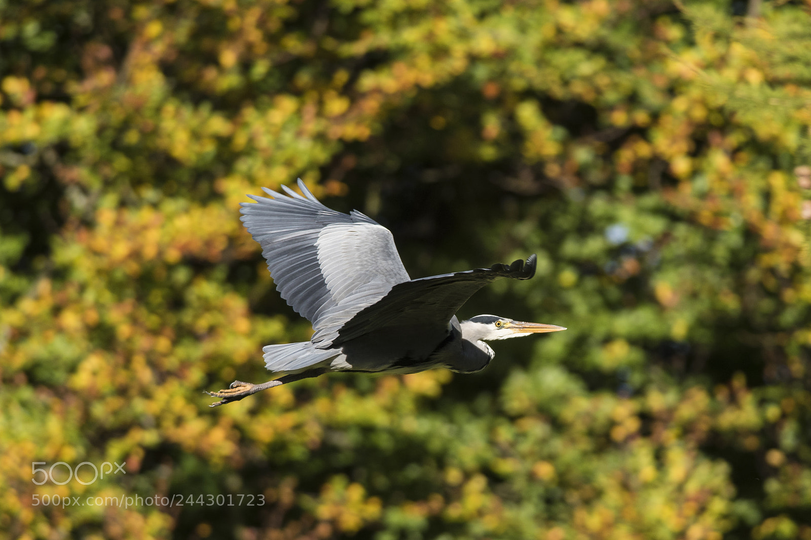 Nikon D810 sample photo. Lochleven greyheron photography