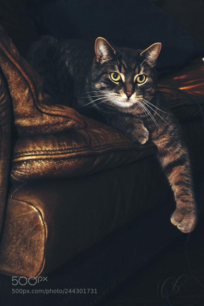 Nikon D90 sample photo. Chat très relax! photography