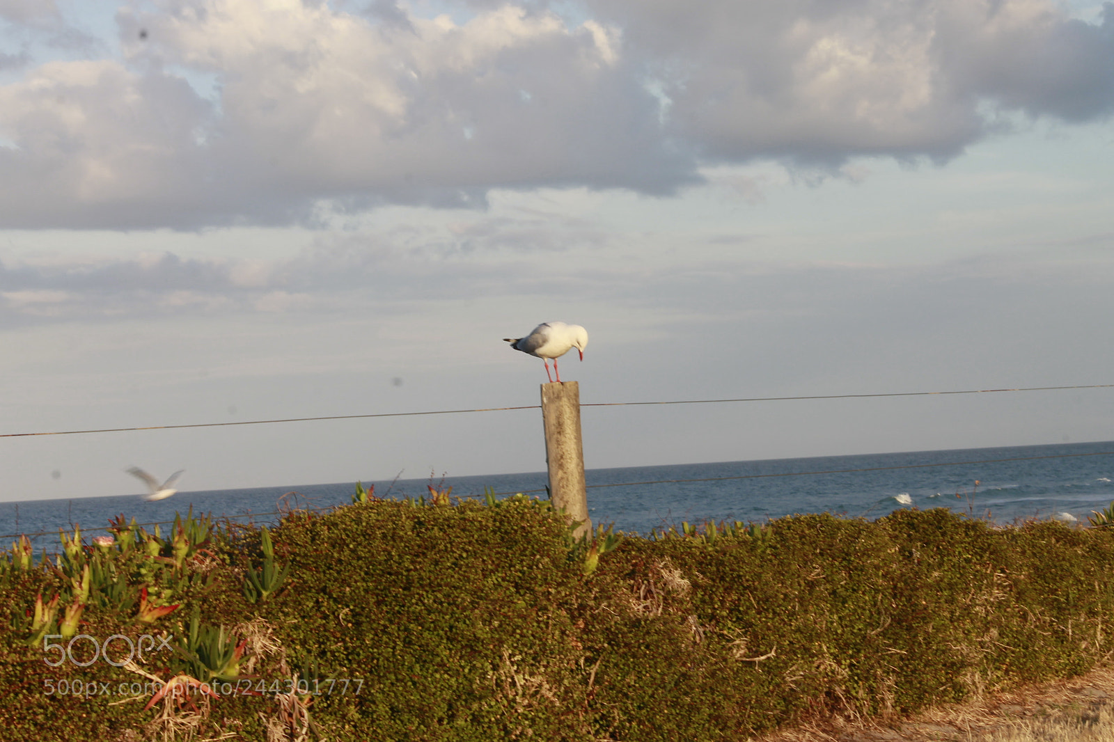 Canon EOS 1100D (EOS Rebel T3 / EOS Kiss X50) sample photo. The bird king photography