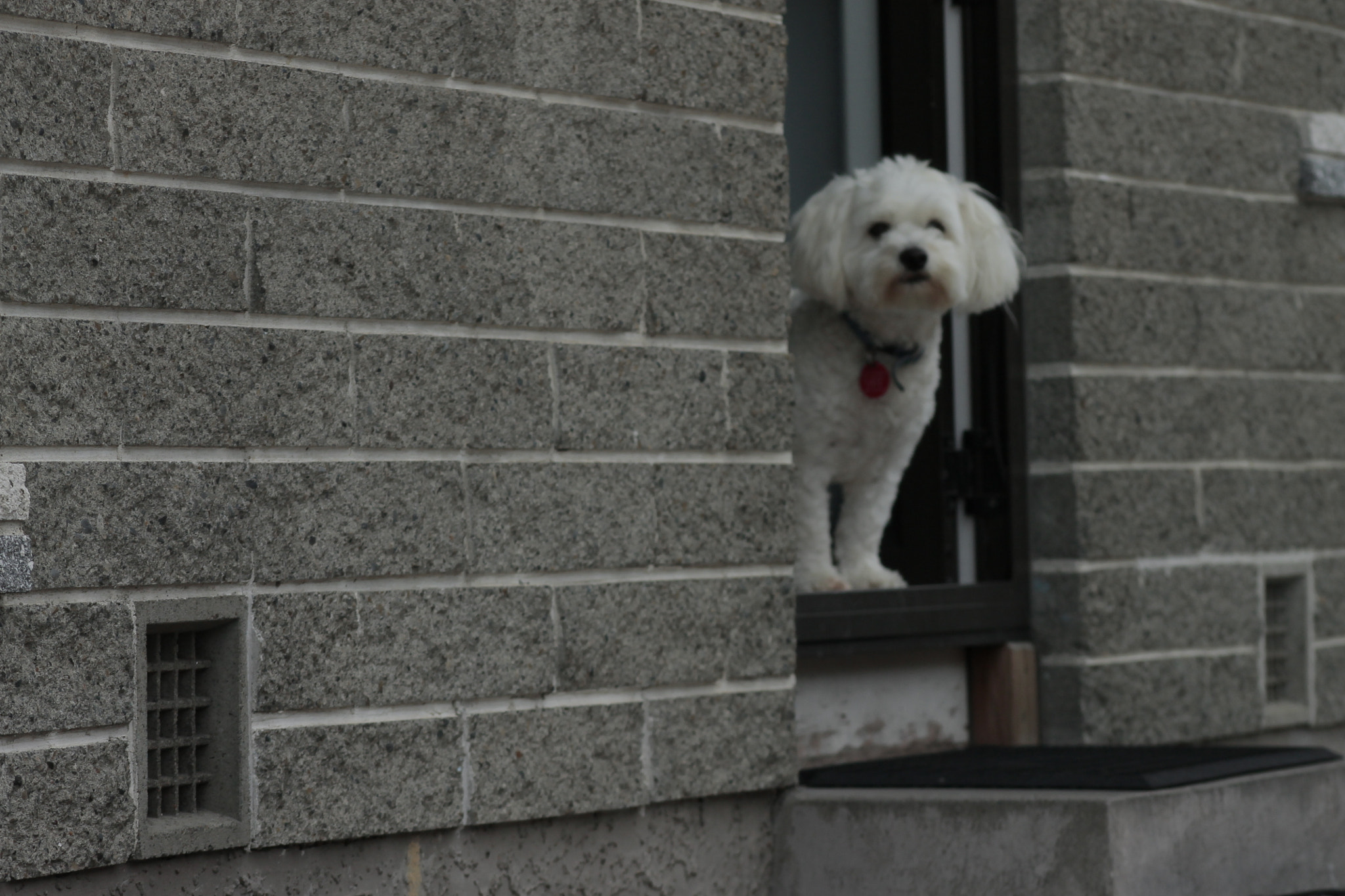 Canon EOS 1100D (EOS Rebel T3 / EOS Kiss X50) + EF75-300mm f/4-5.6 sample photo. Waiting photography
