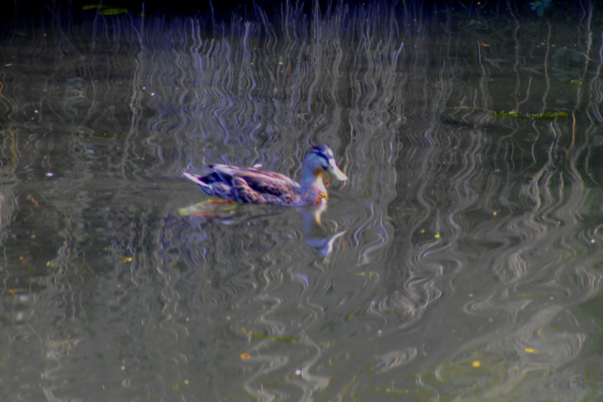 Canon EOS 1100D (EOS Rebel T3 / EOS Kiss X50) + EF75-300mm f/4-5.6 sample photo. I dont know photography