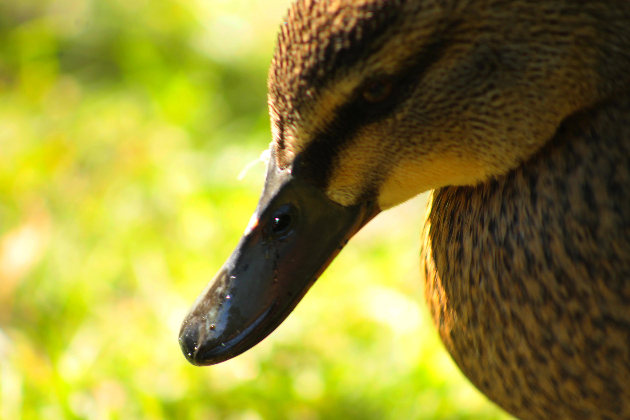 Canon EOS 1100D (EOS Rebel T3 / EOS Kiss X50) + EF75-300mm f/4-5.6 sample photo. Sweet us photography