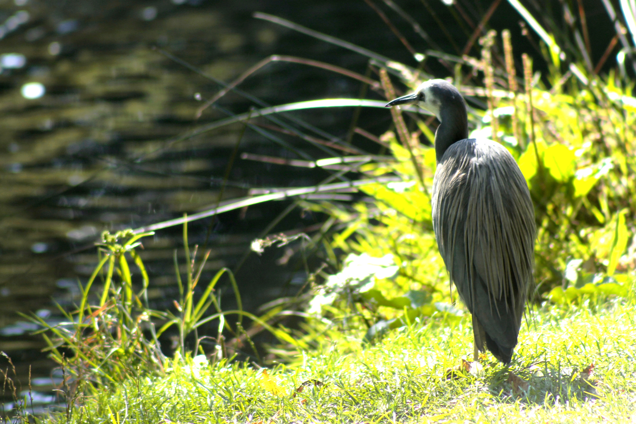 Canon EOS 1100D (EOS Rebel T3 / EOS Kiss X50) + EF75-300mm f/4-5.6 sample photo. What a beautiful landscape photography
