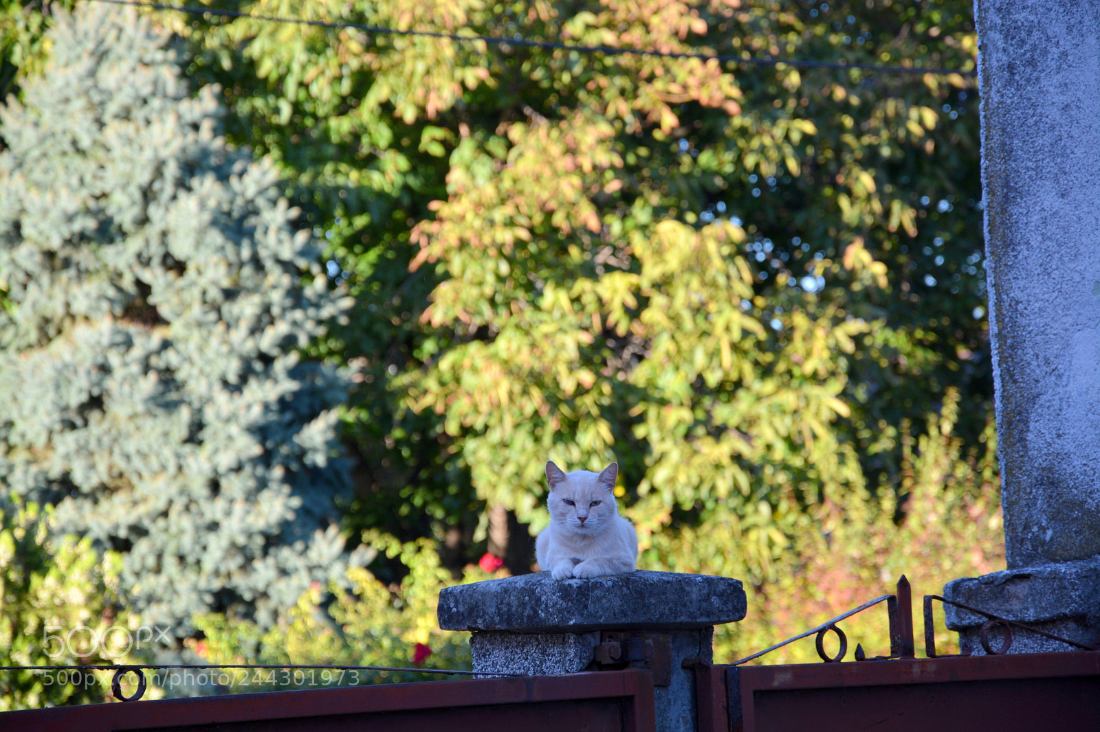Nikon D7100 sample photo. Pretty cats photography