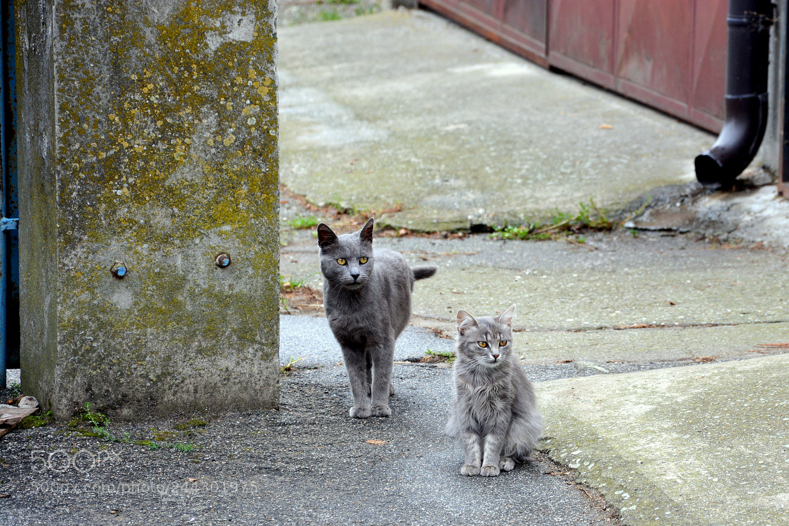 Nikon D7100 sample photo. Pretty cats photography
