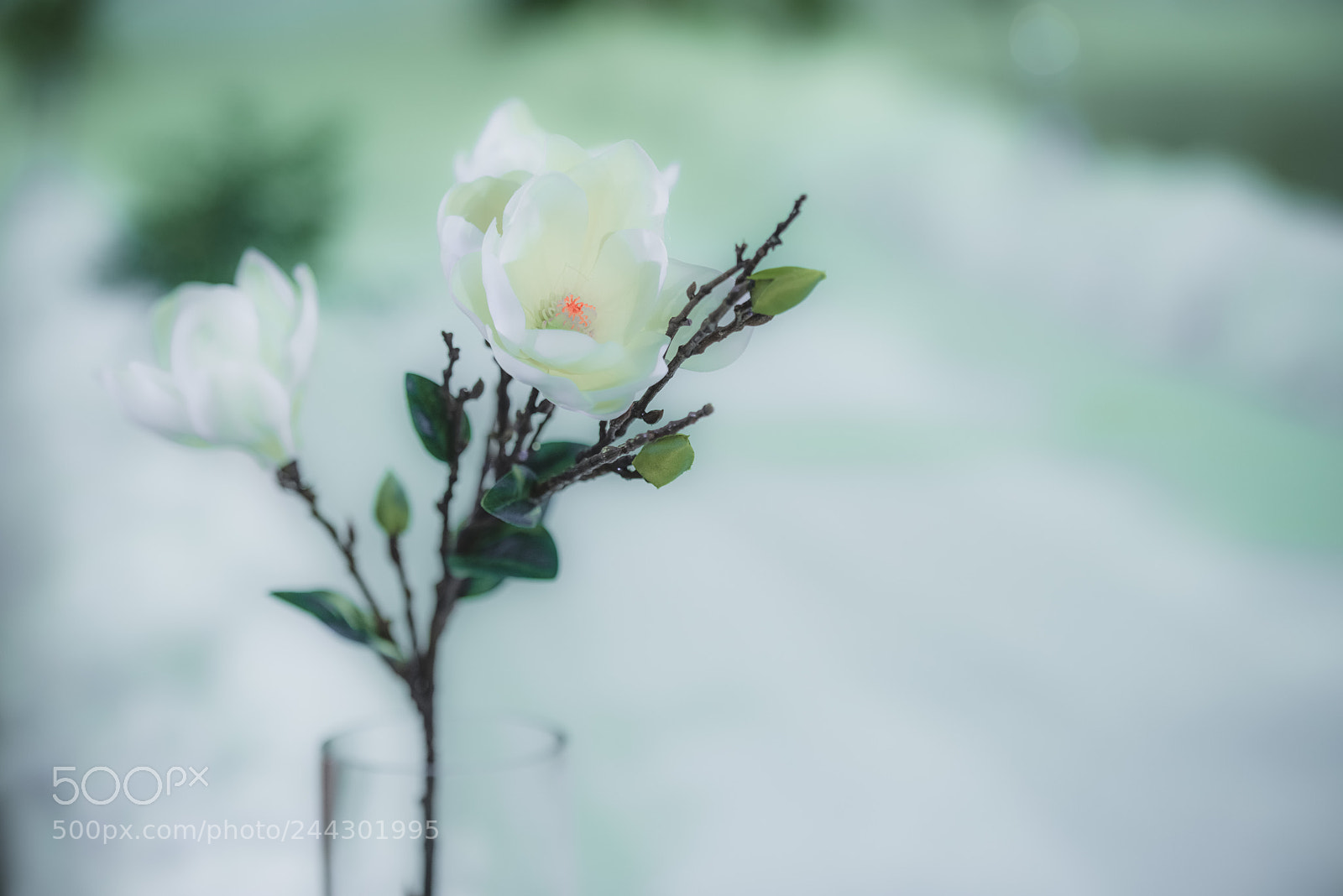 Nikon D800 sample photo. Untitled photography