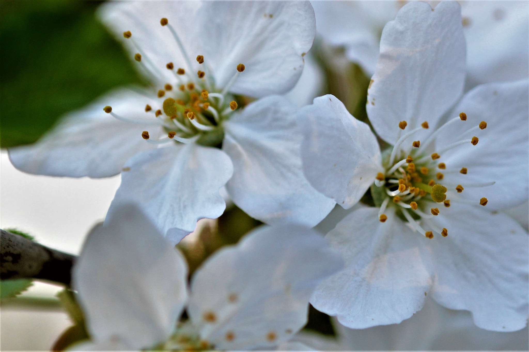 Nikon D3200 + Sigma 105mm F2.8 EX DG OS HSM sample photo. Kiraz Çiçeği photography