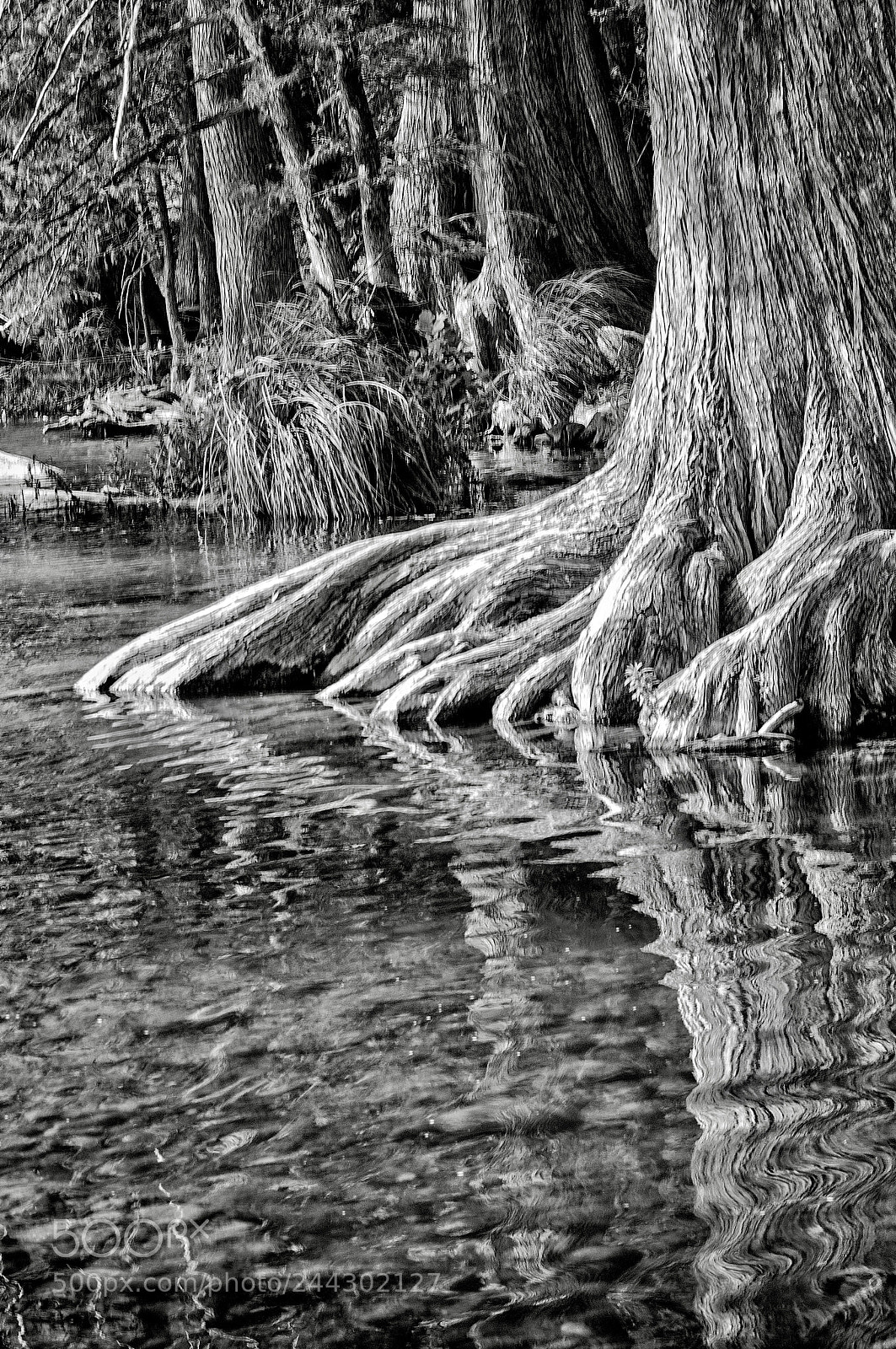 Sony SLT-A57 sample photo. Bald cypress photography