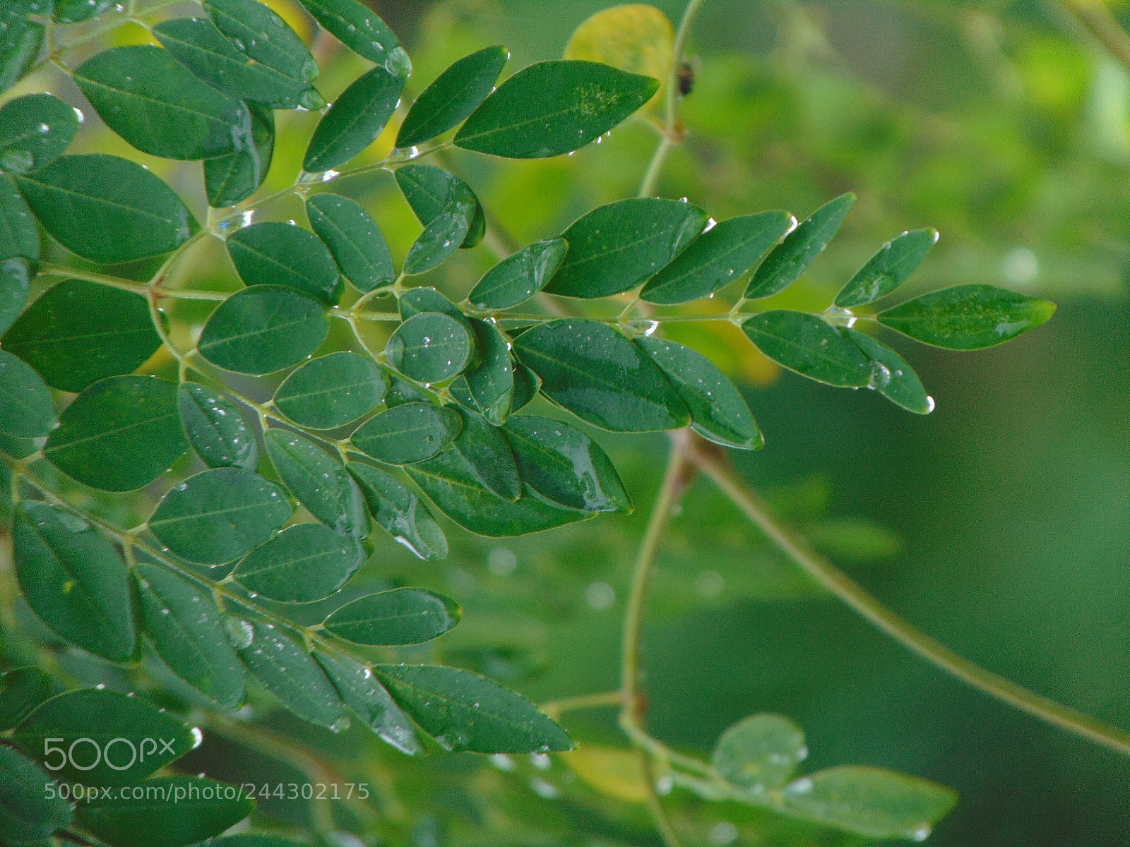 Sony Cyber-shot DSC-H300 sample photo. Nature love photography
