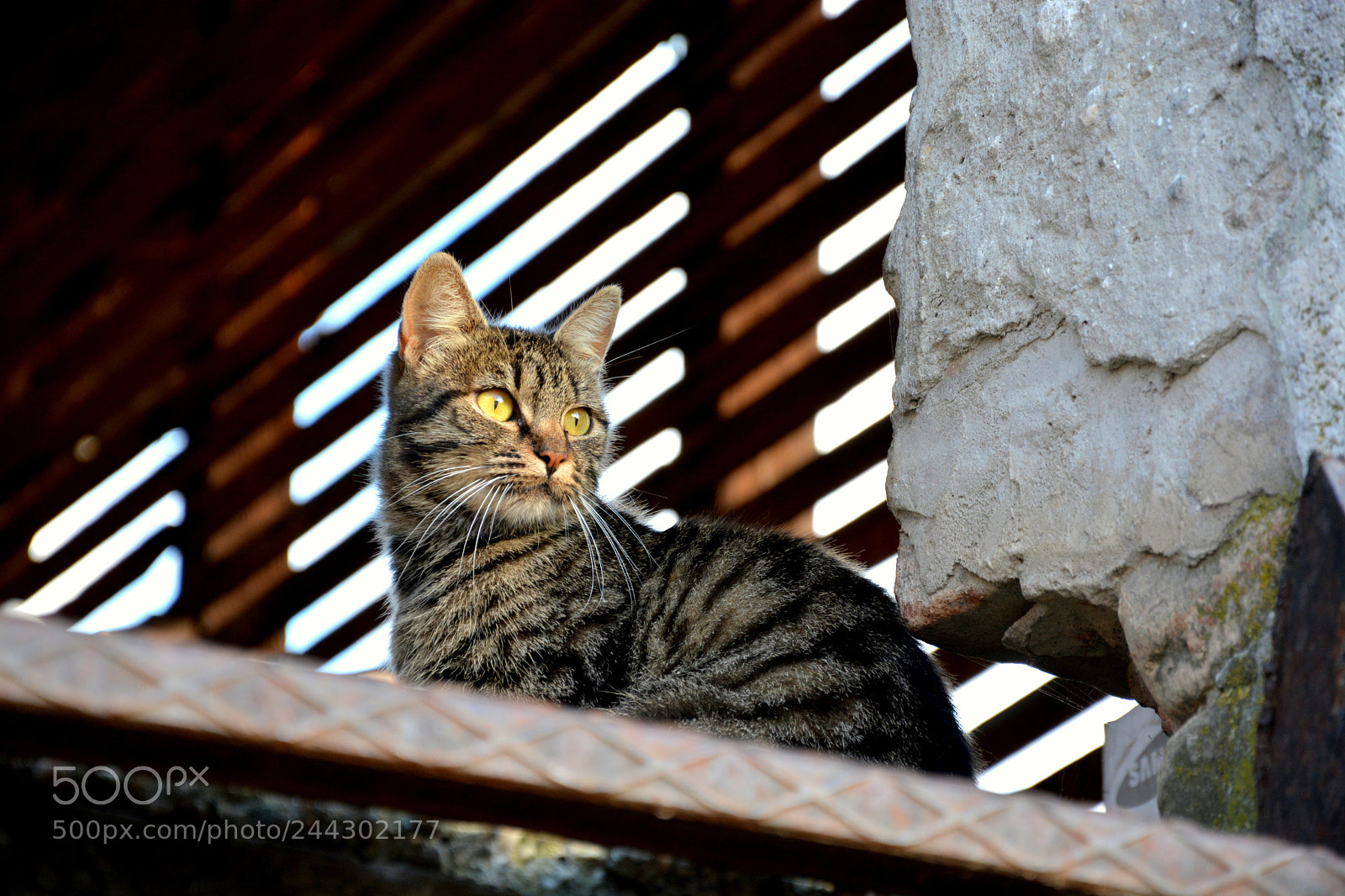 Nikon D7100 sample photo. Pretty cats photography