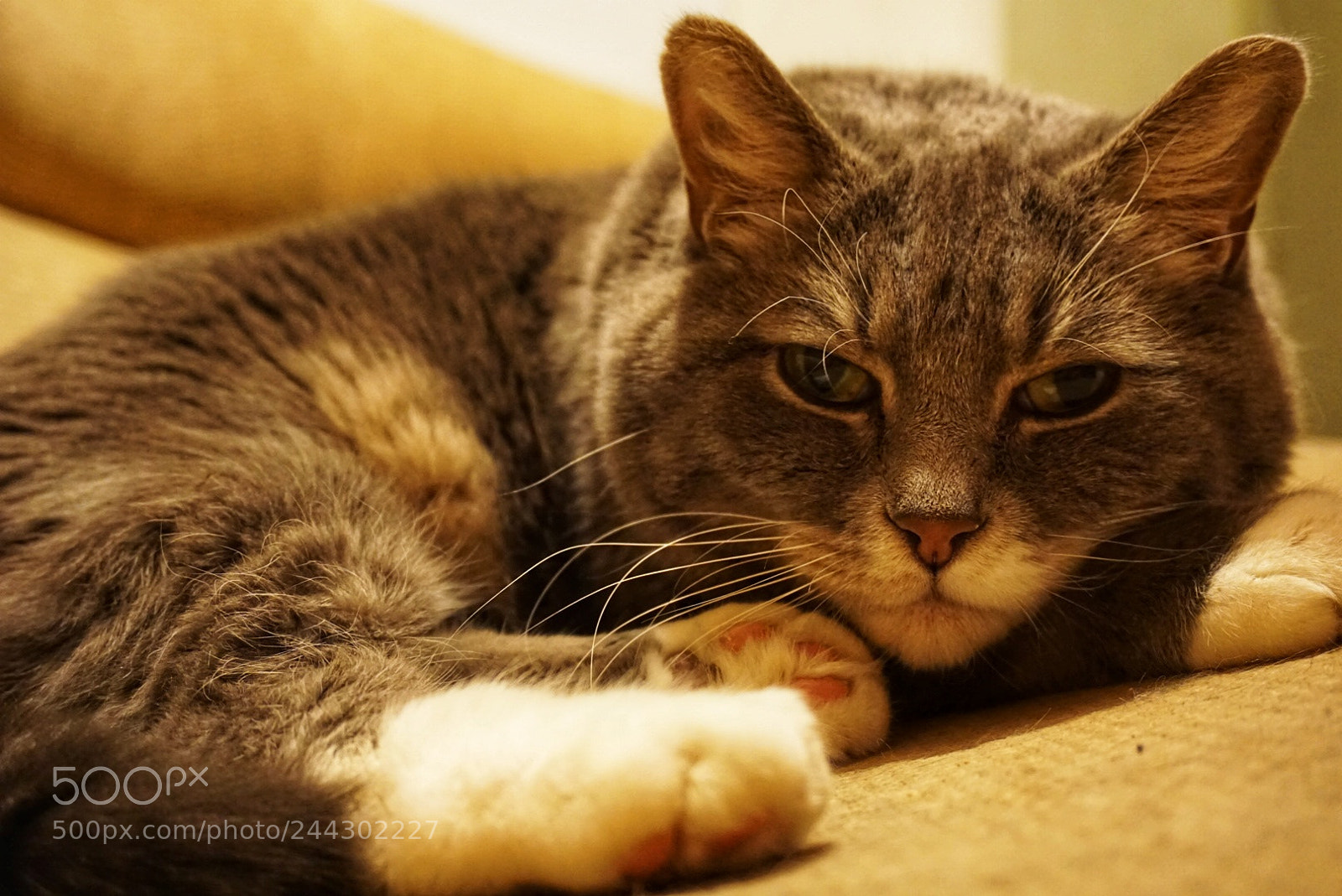 Sony a5100 sample photo. Tookie photography