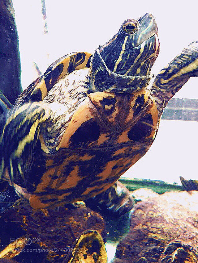 Apple iPhone 8 Plus sample photo. Terrapin photography