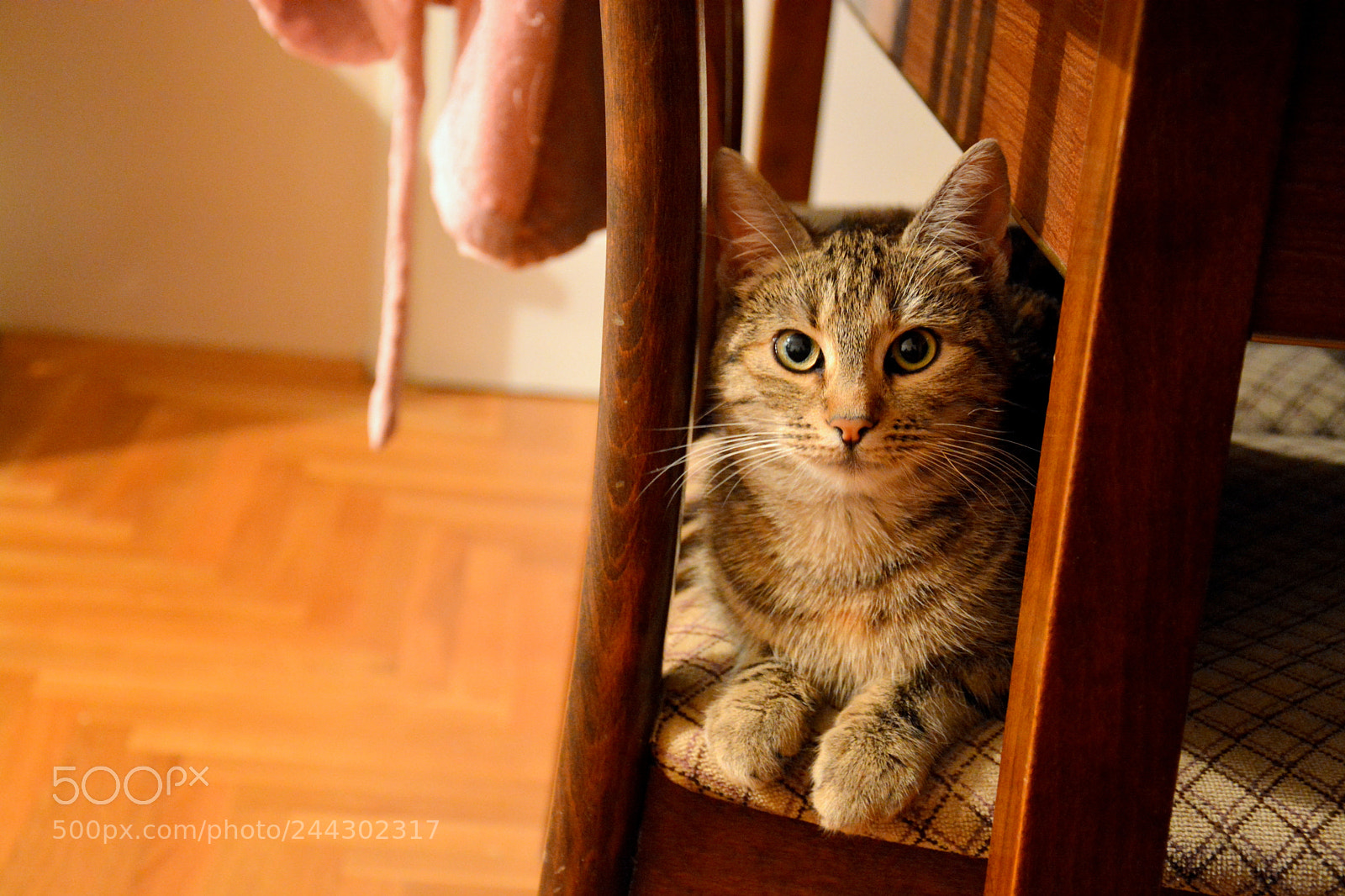 Nikon D7100 sample photo. Pretty cats photography