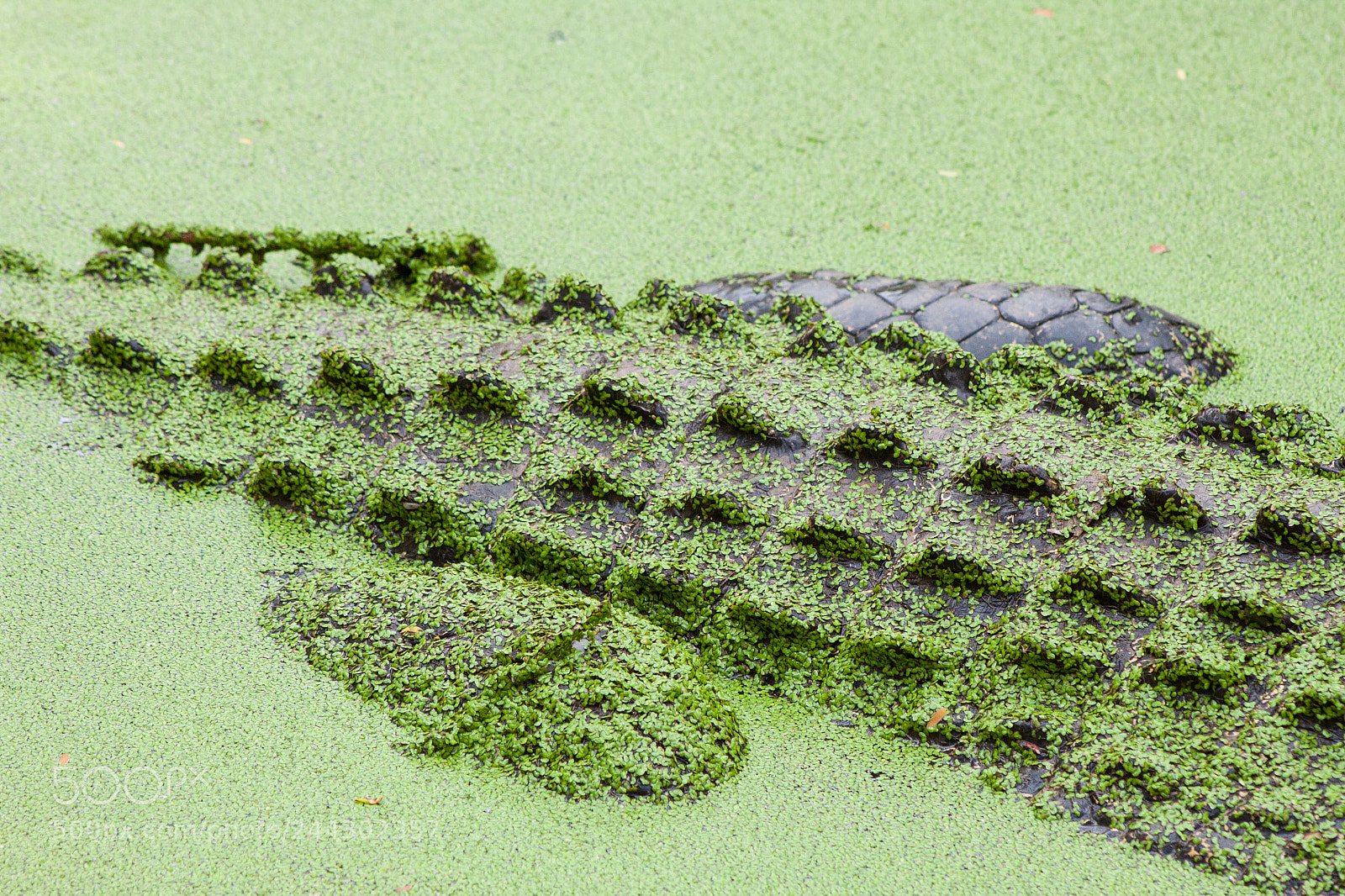 Canon EOS 500D (EOS Rebel T1i / EOS Kiss X3) sample photo. Crocodile tail photography