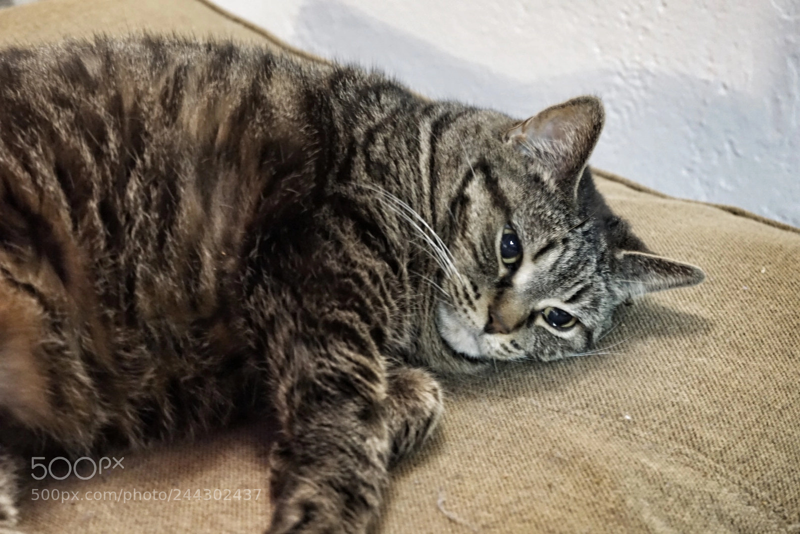 Sony a5100 sample photo. Melancholia of eleanor roosevelt photography