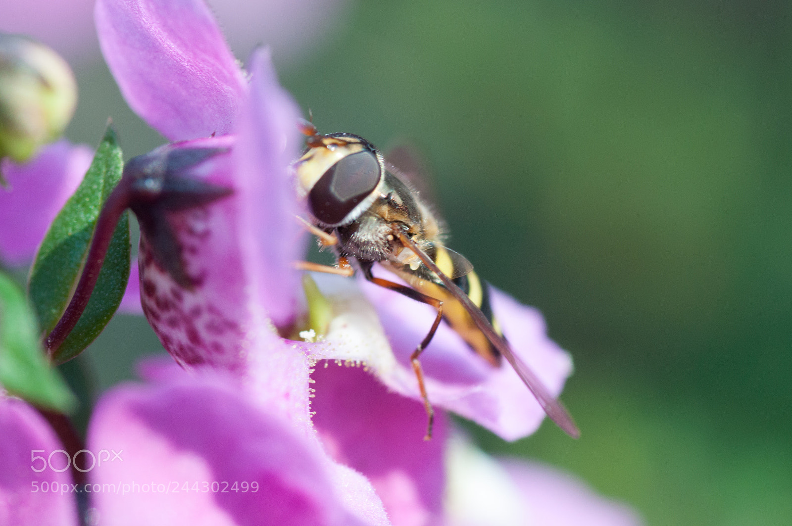 Nikon D90 sample photo. Bee mimic at bloom photography