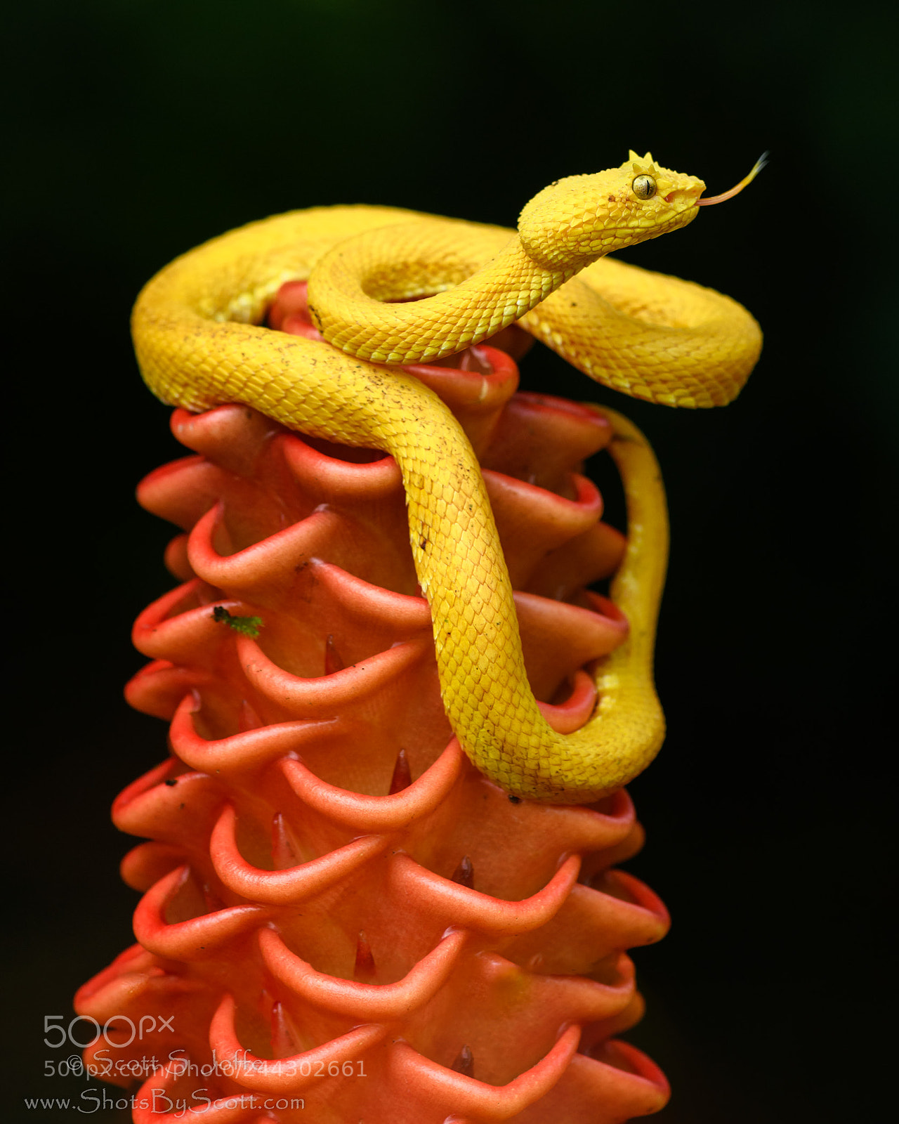 Nikon D850 sample photo. Eyelash pit viper photography