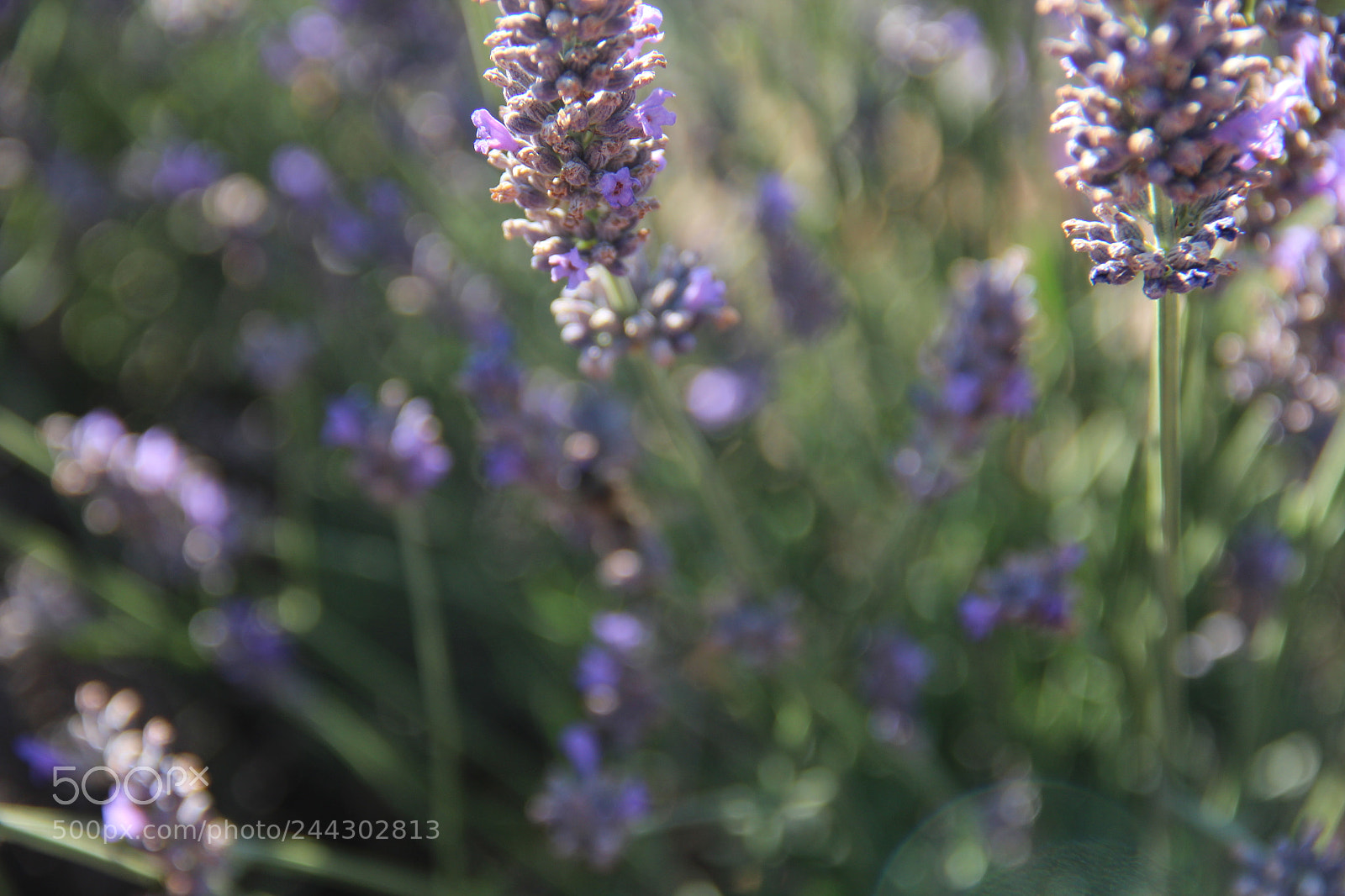 Canon EF-S 18-135mm F3.5-5.6 IS sample photo. Lavender in provence photography