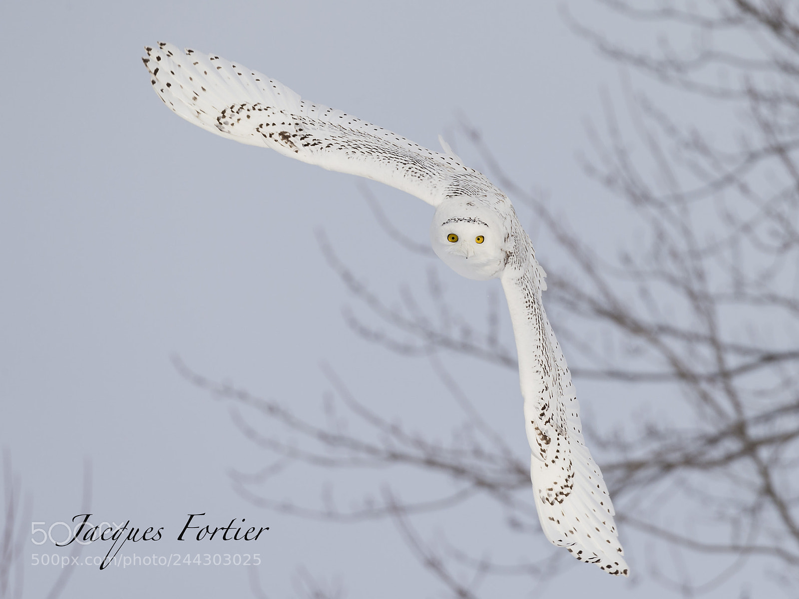 Canon EOS-1D X sample photo. Snowy owl photography