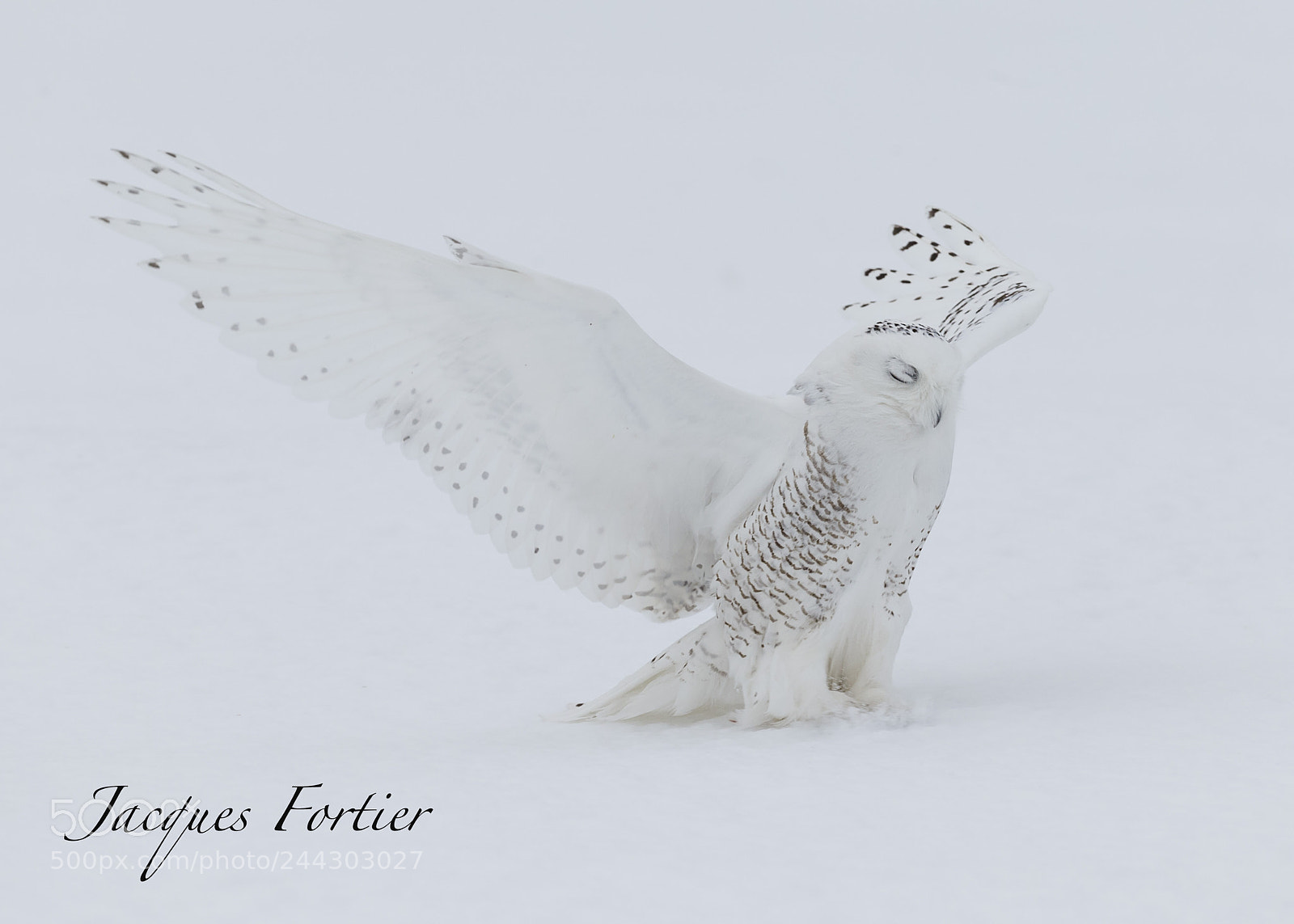 Canon EOS-1D X sample photo. Snowy owl photography