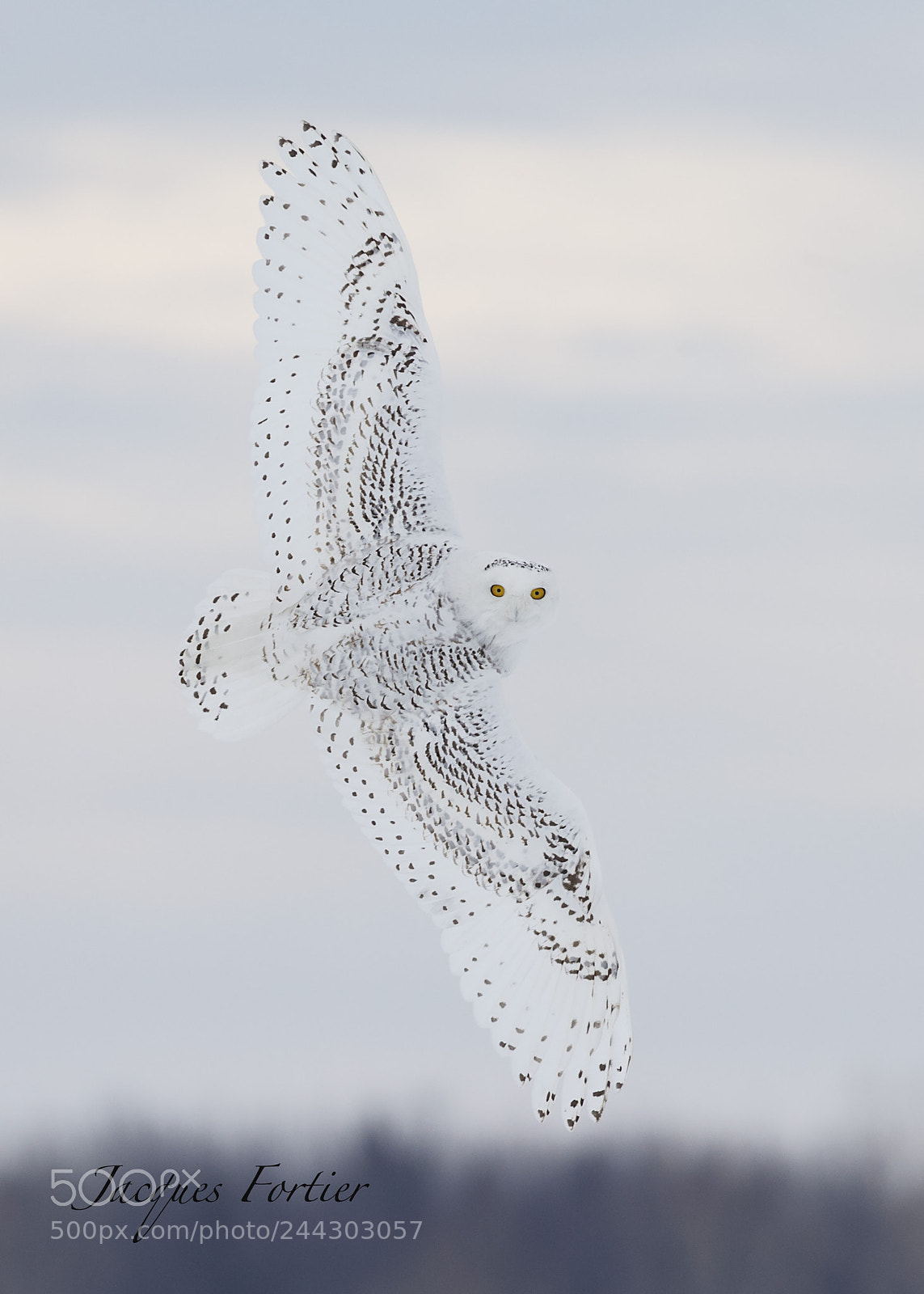 Canon EOS-1D X sample photo. Snowy owl photography