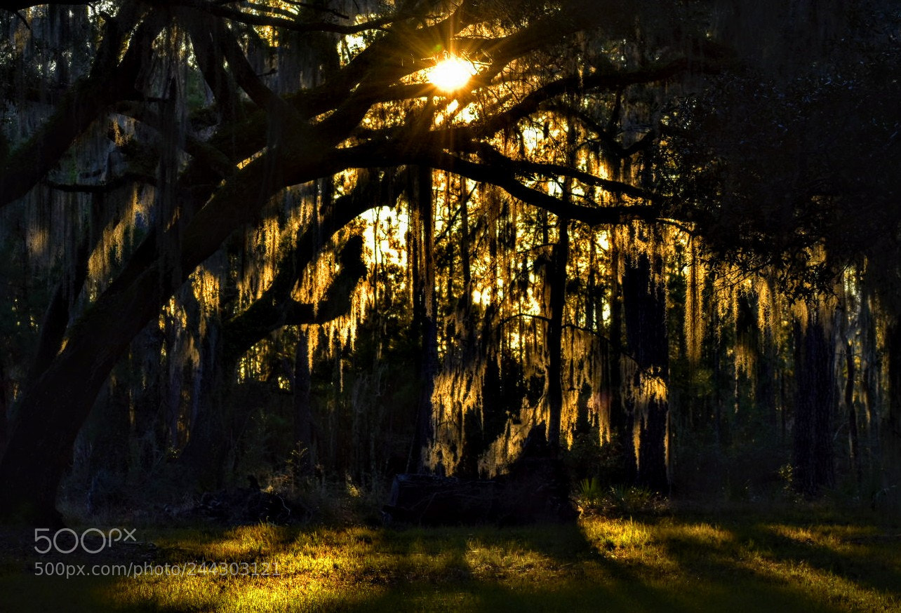 Nikon D5600 sample photo. Golden... photography