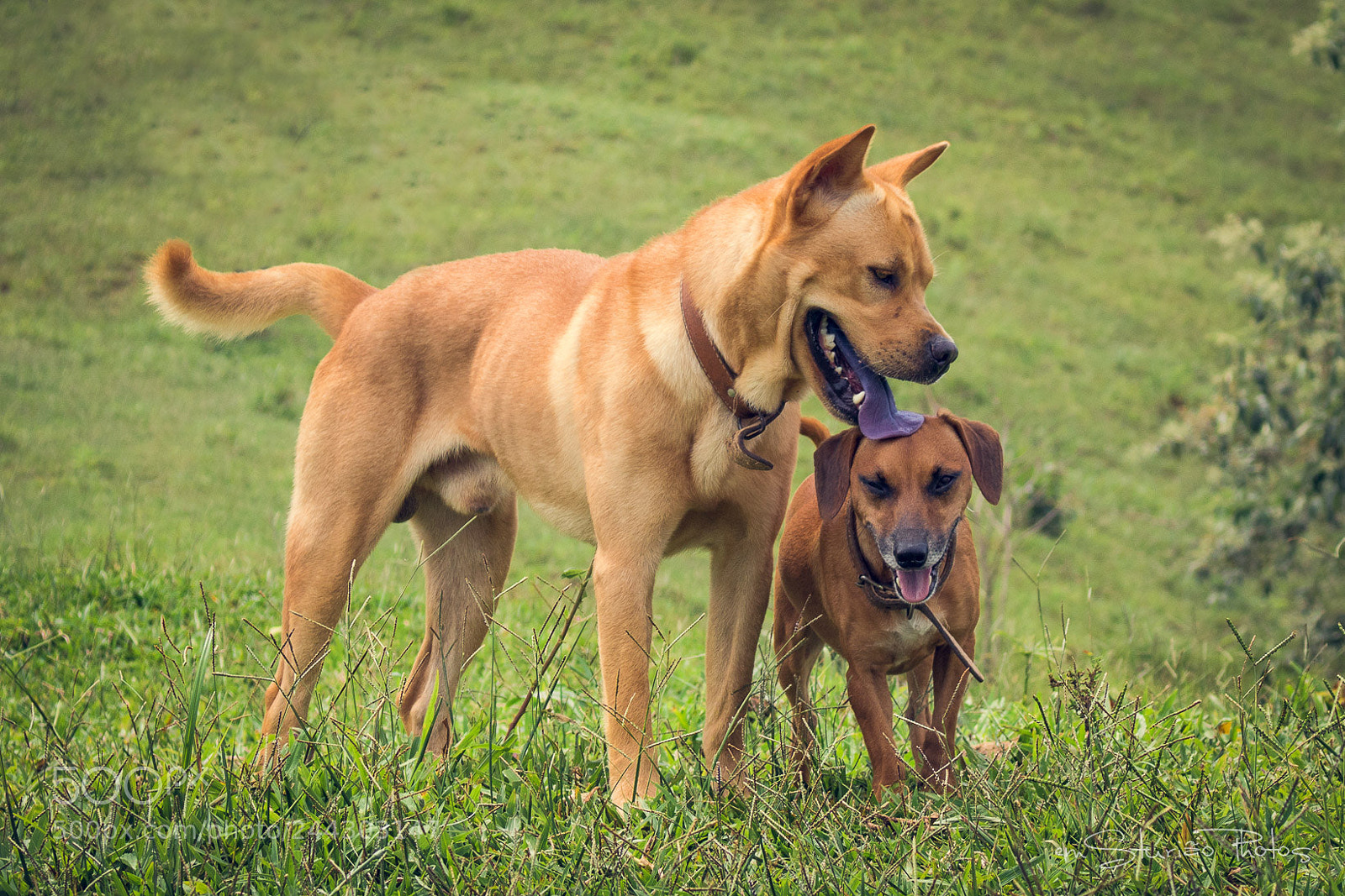 Canon EOS 750D (EOS Rebel T6i / EOS Kiss X8i) sample photo. Jimmy & bruce photography