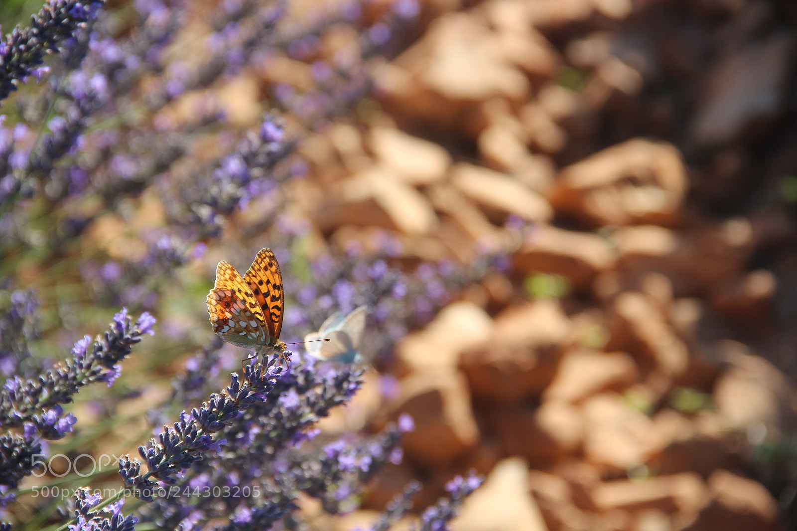 Canon EF-S 18-135mm F3.5-5.6 IS sample photo. Madama butterly photography