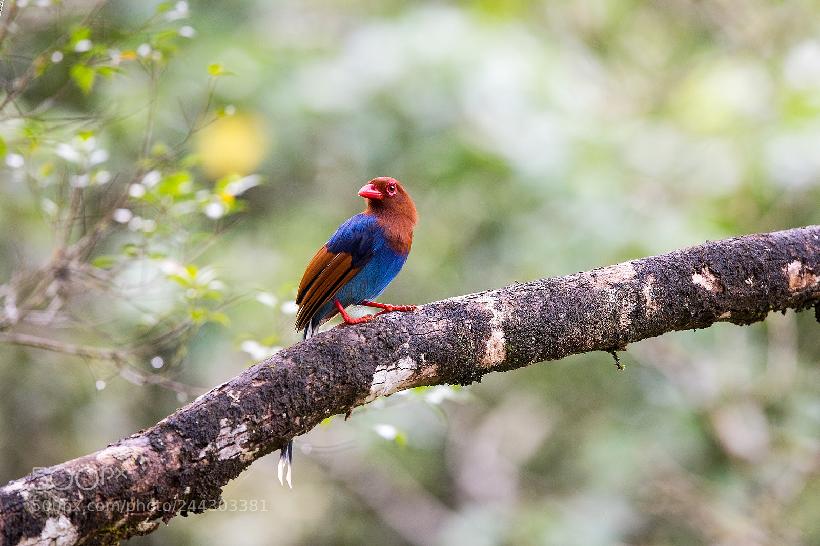 Canon EOS-1D X sample photo. Sri lanka 2015 photography